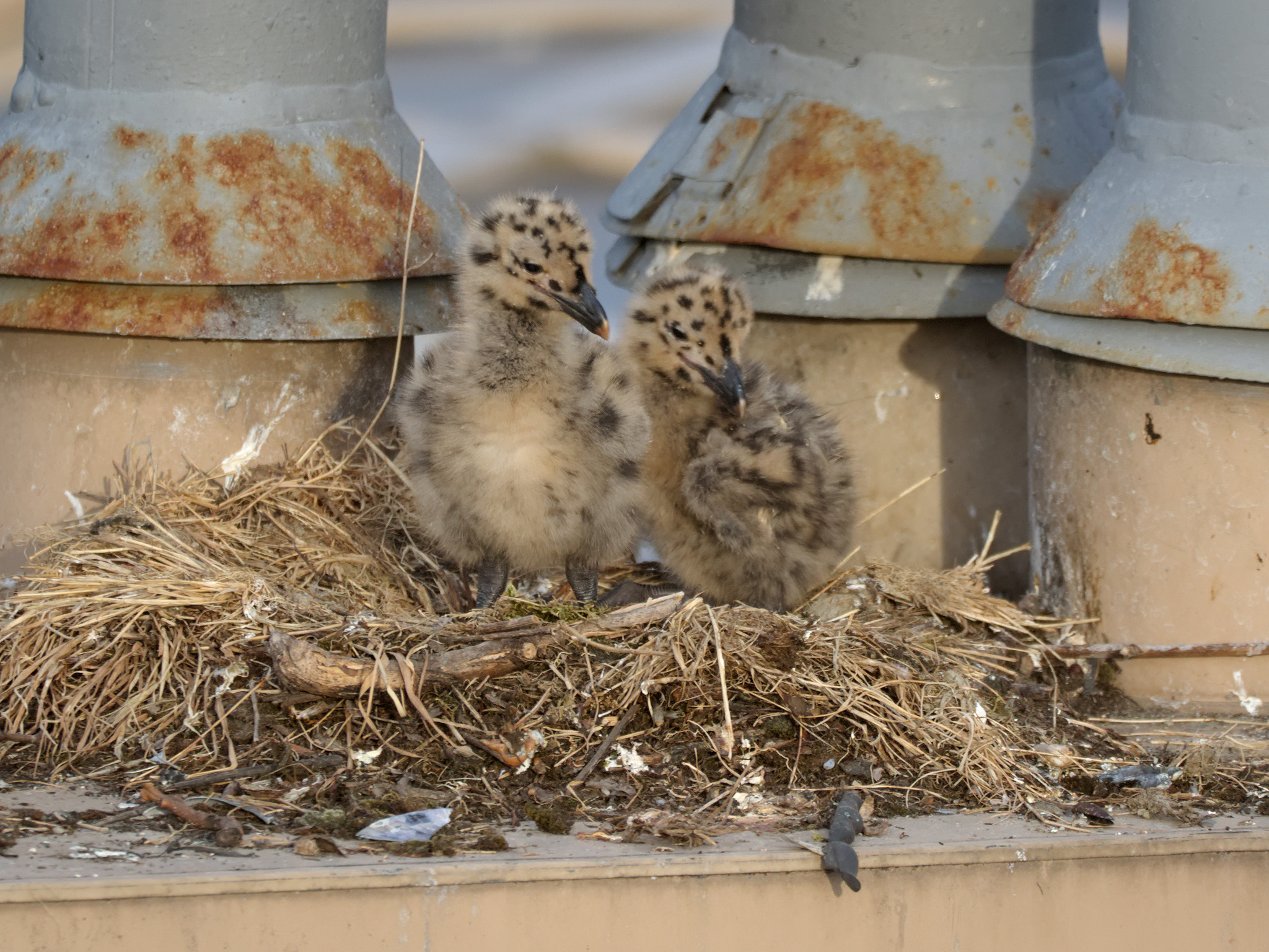 Cambie Nest chicks
