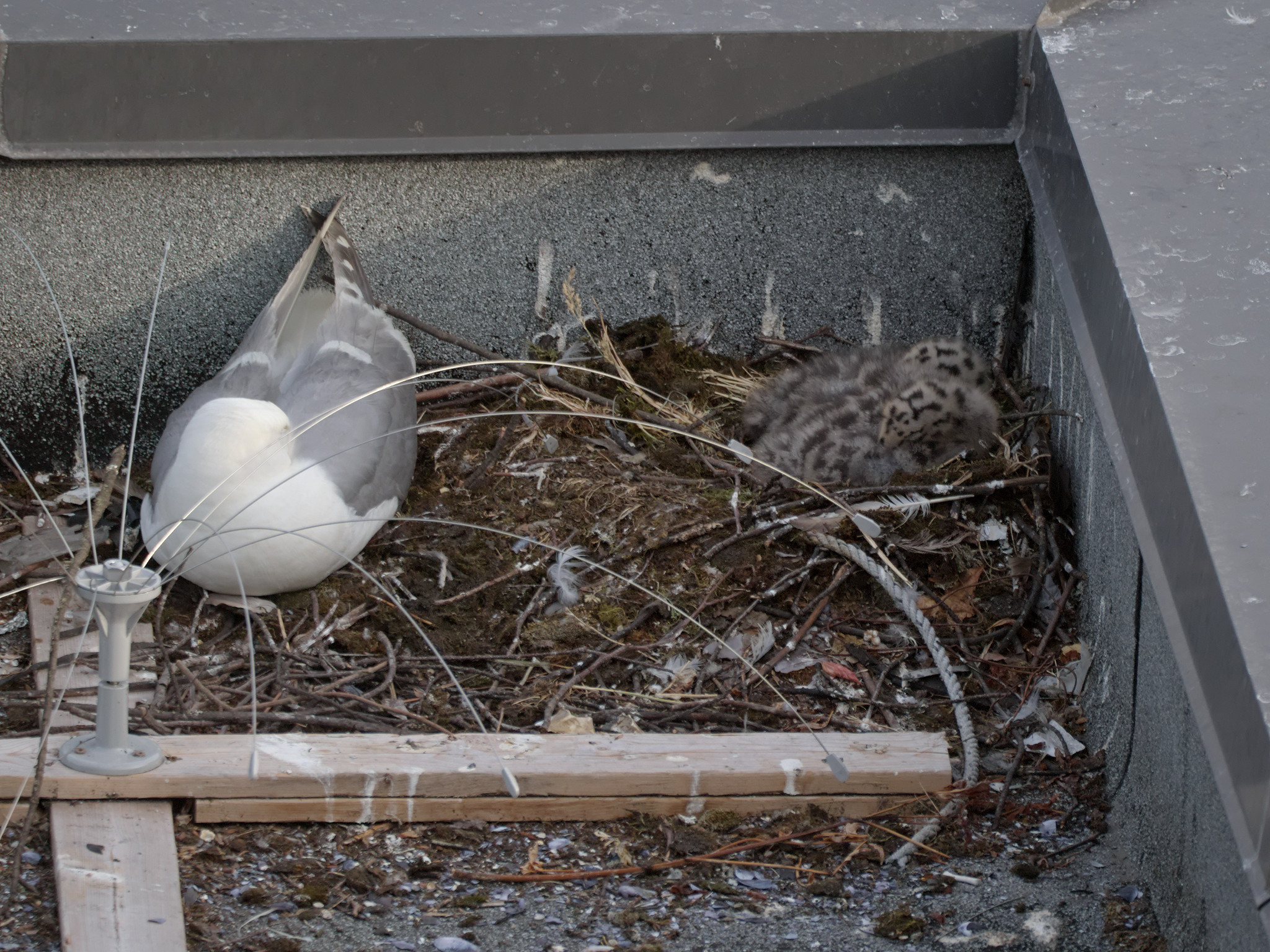 Culinary Nest