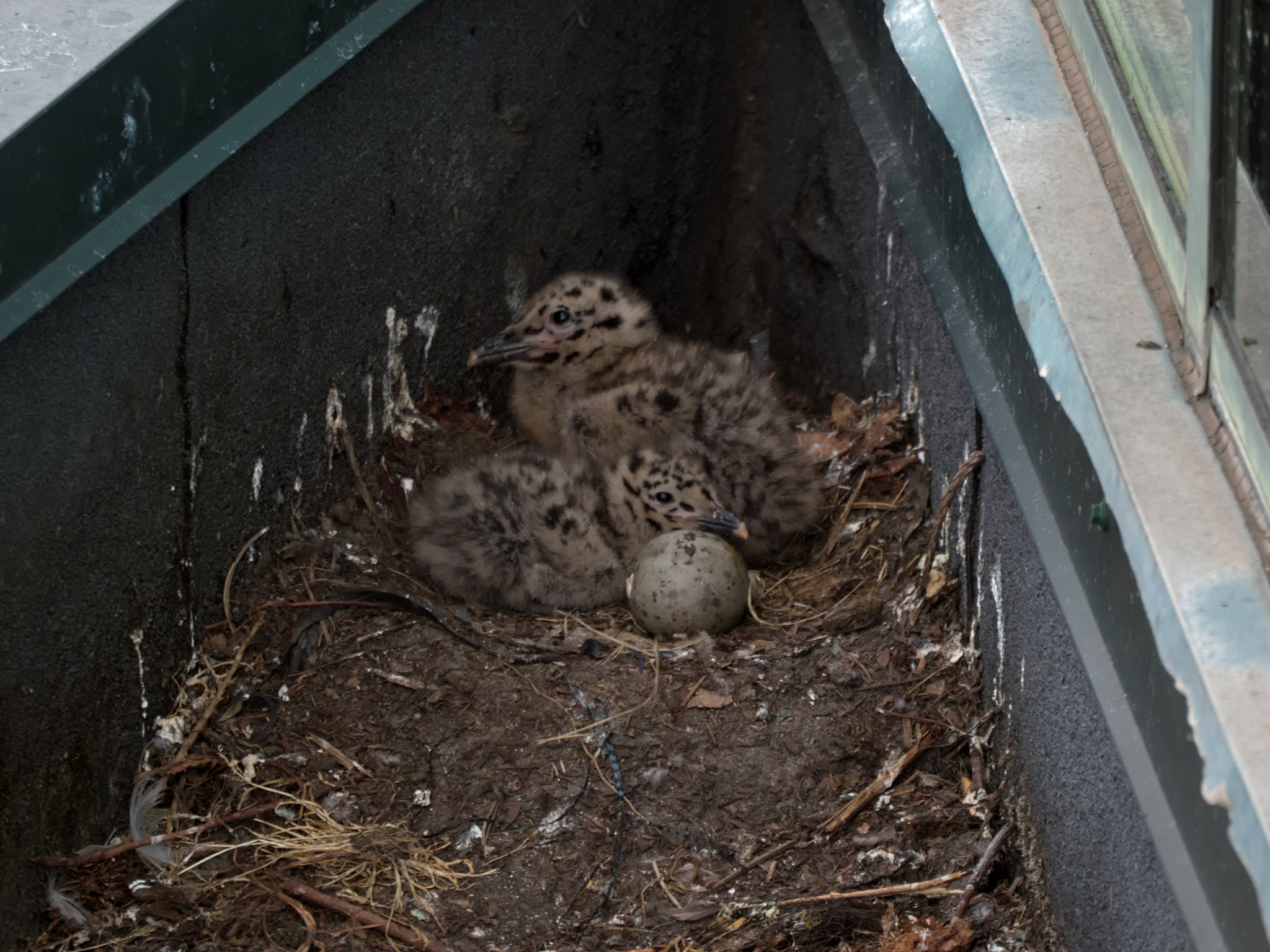 Corner Nest