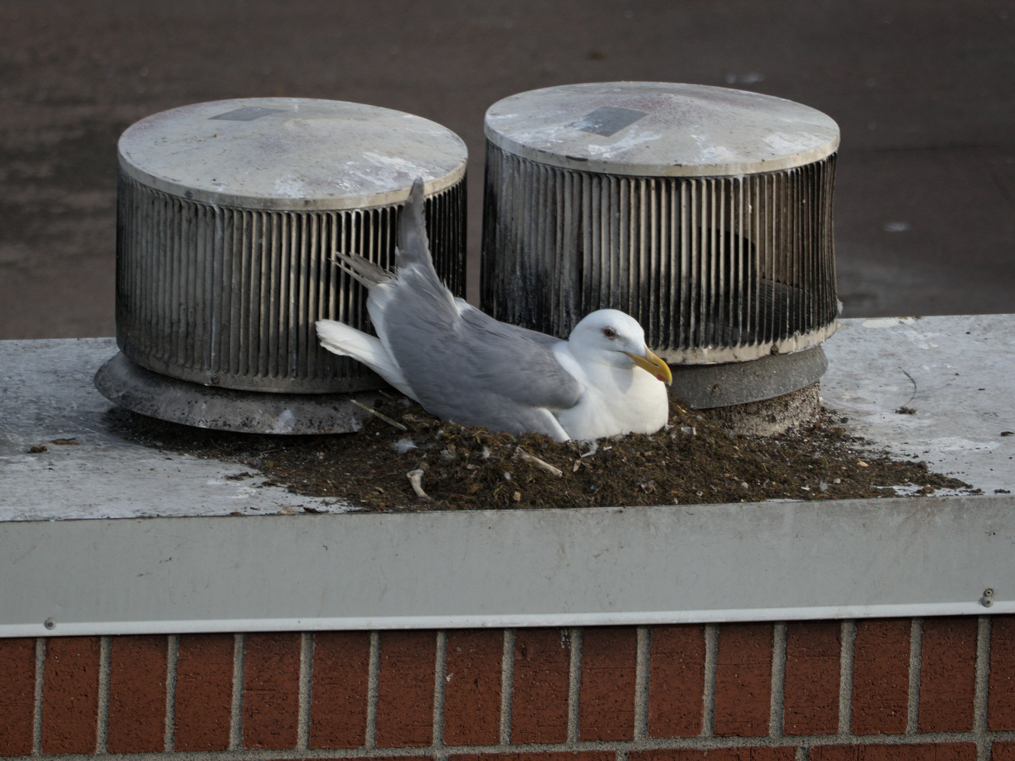 Brick Nest