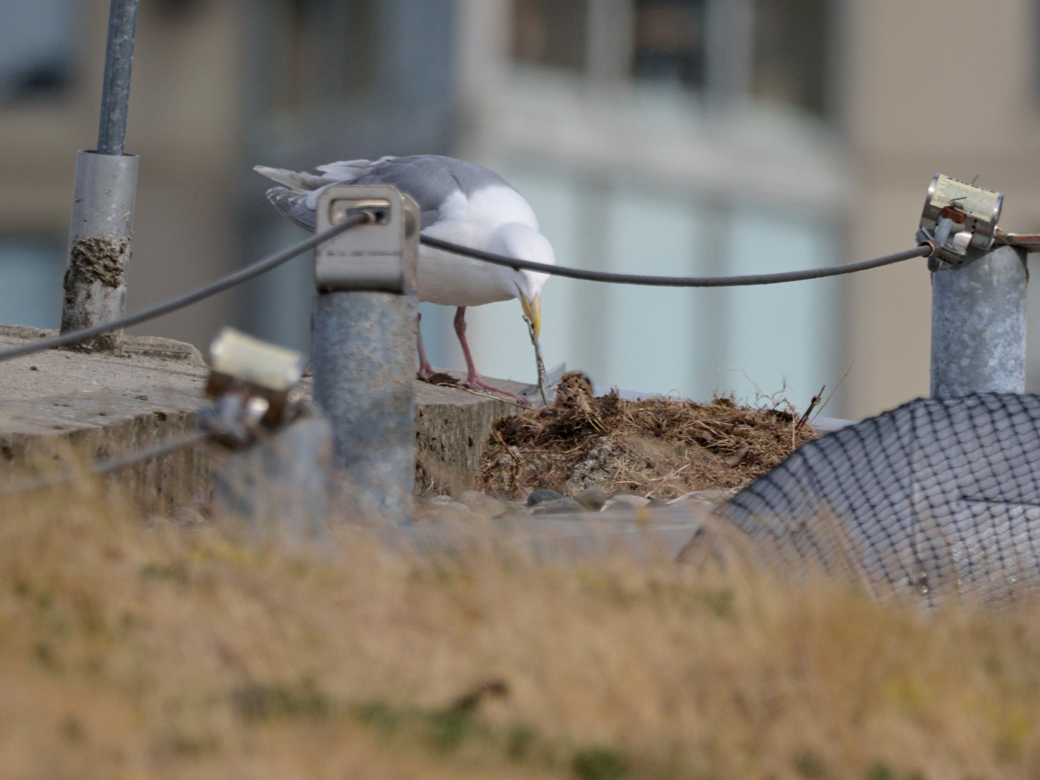 Continental Nest