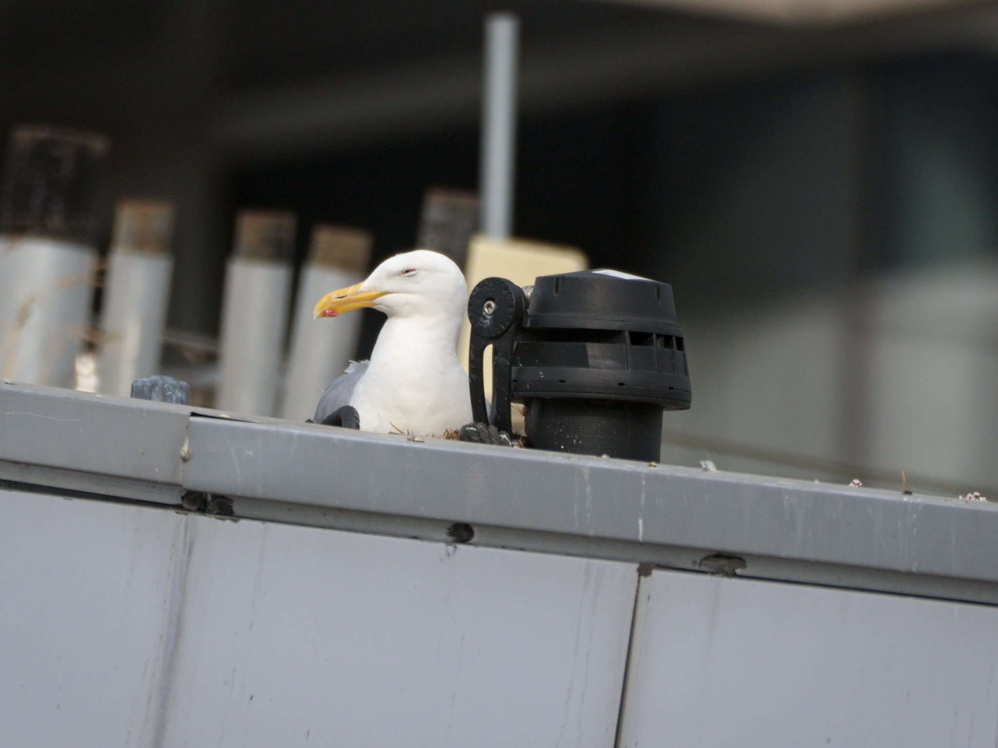 University Nest