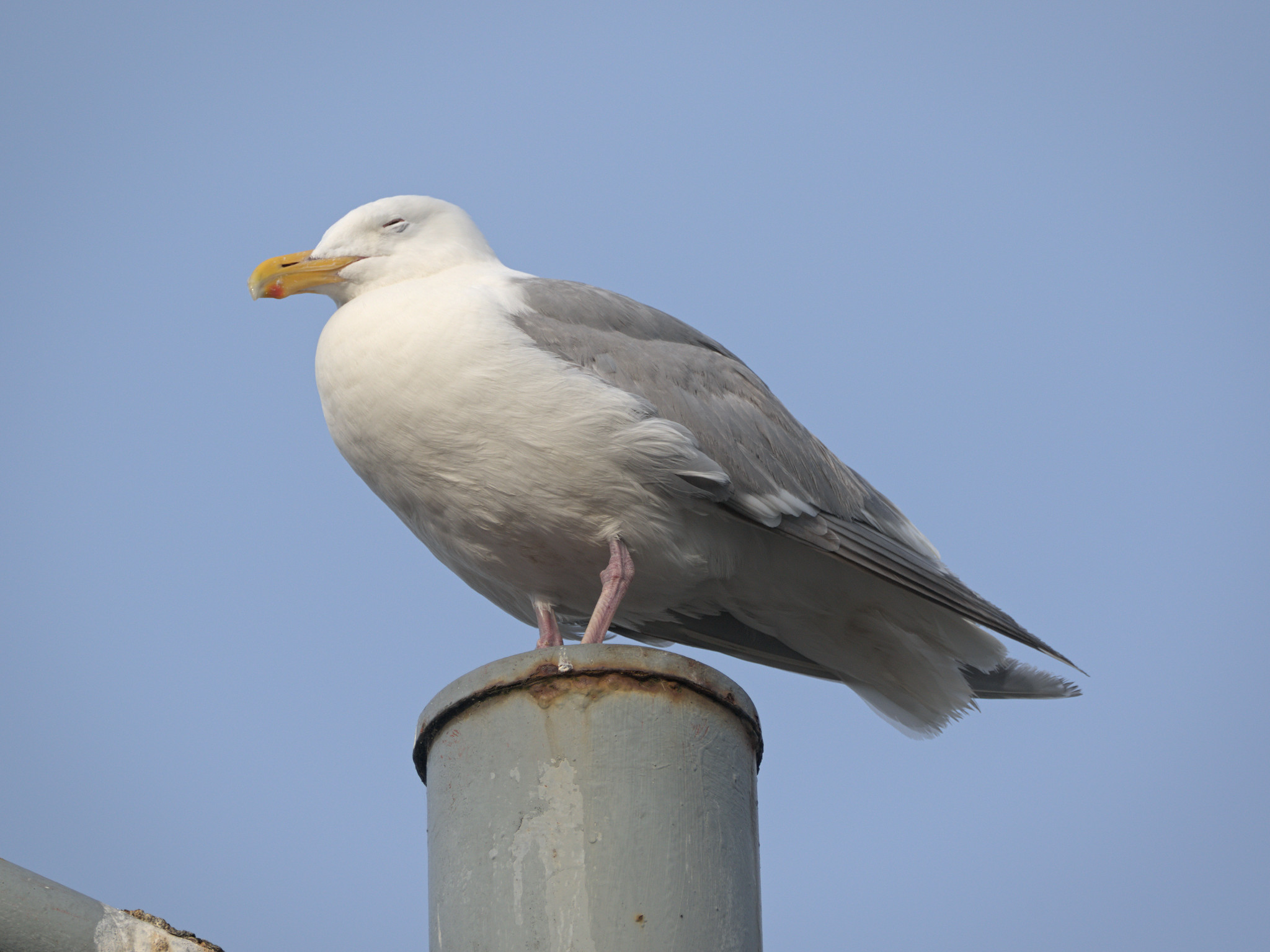 Napping gull