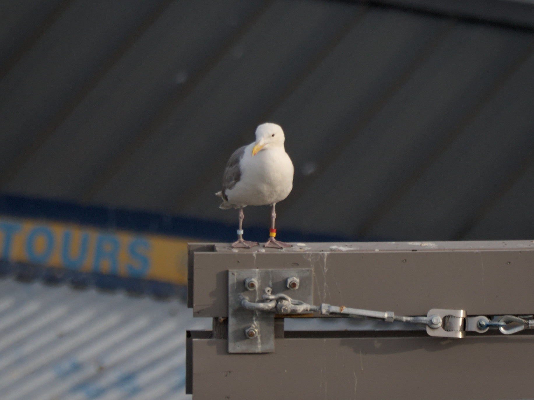 Banded gull
