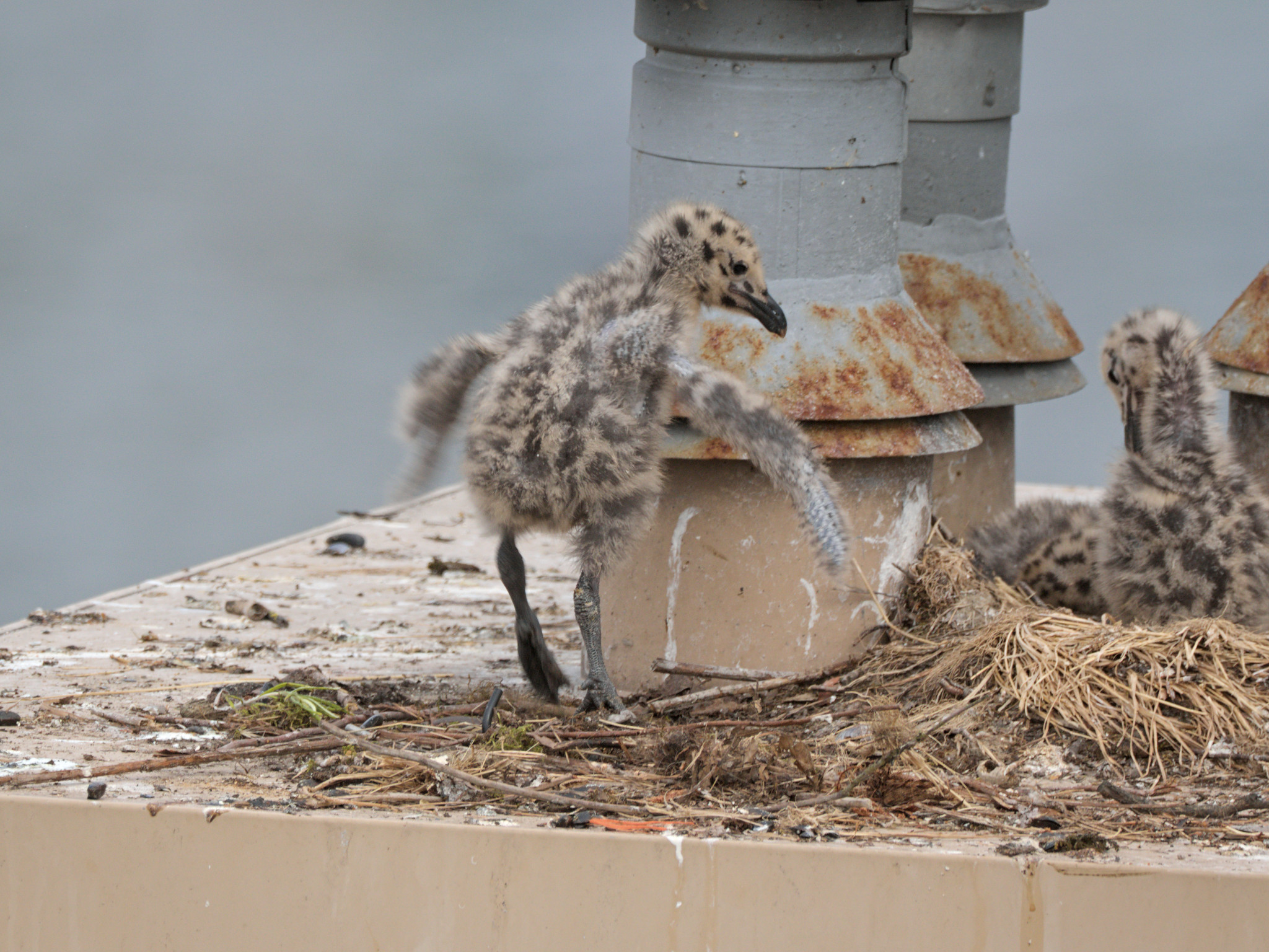 Cambie Nest chick