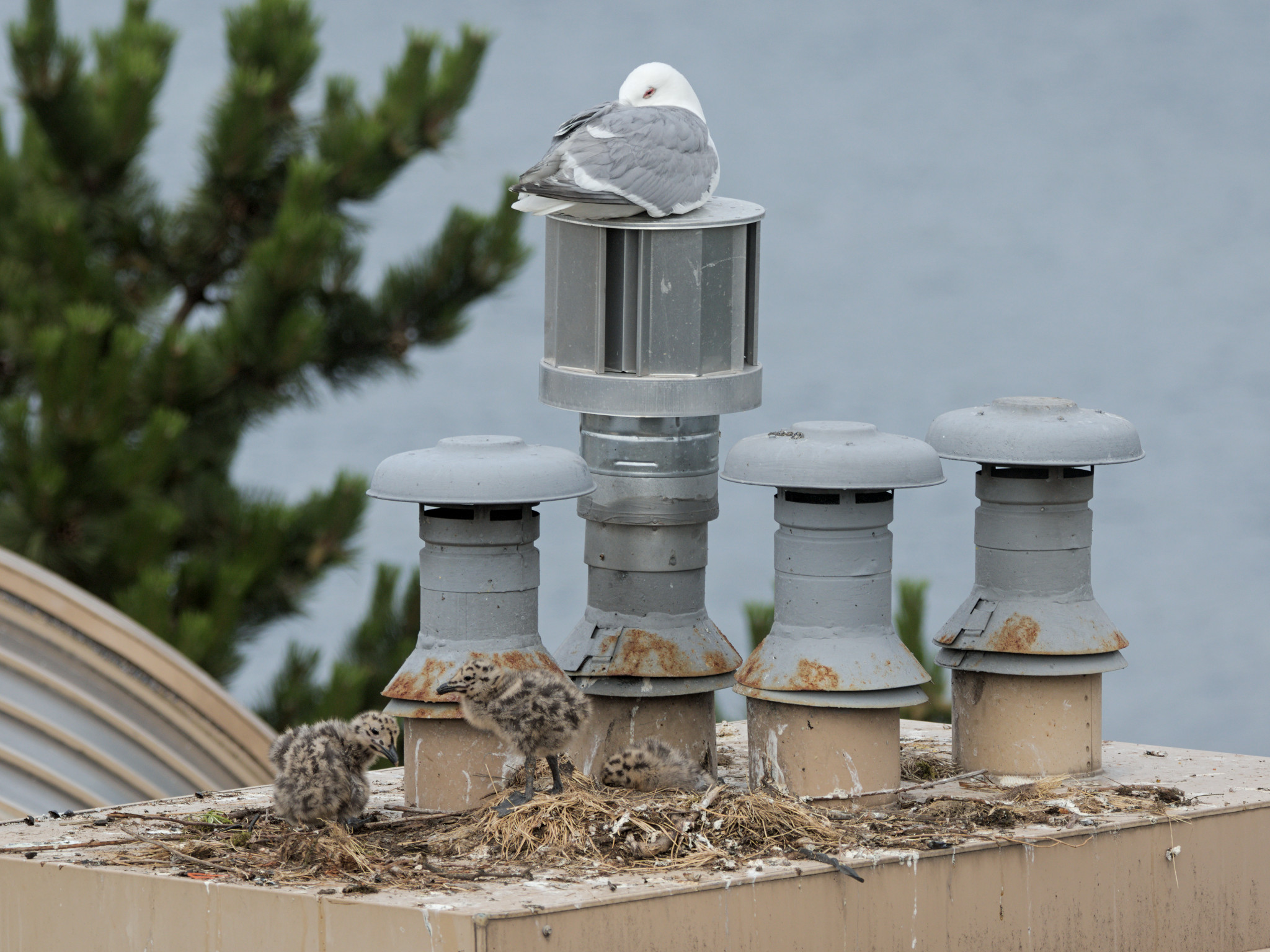 Cambie Nest