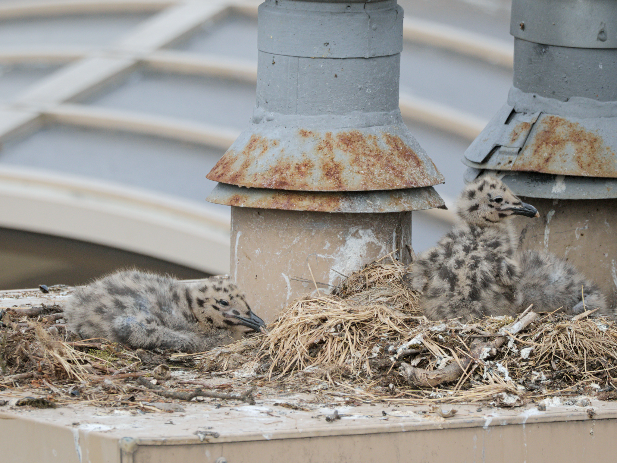 Cambie Nest chicks