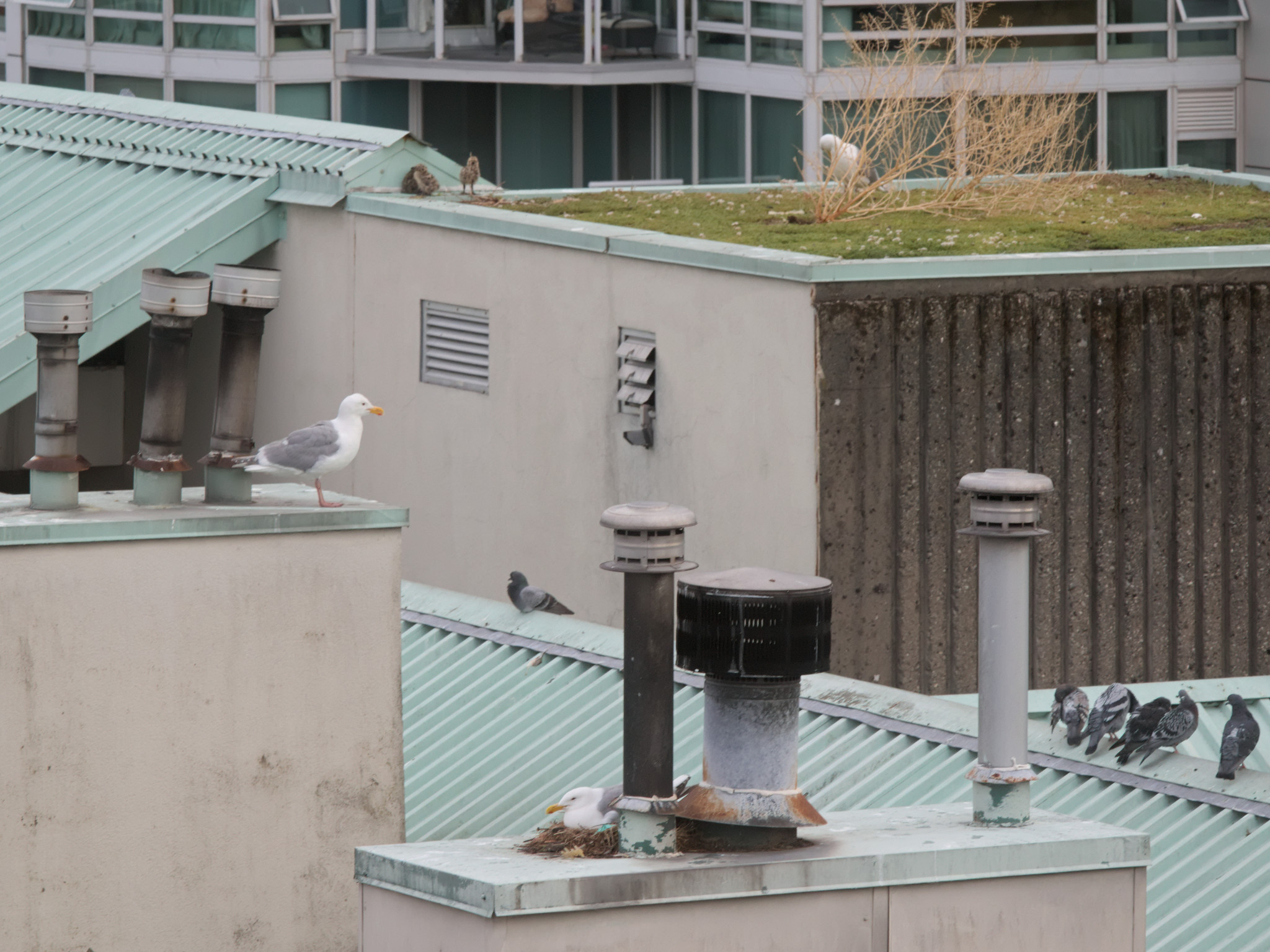 Grassy & Chimney Nests