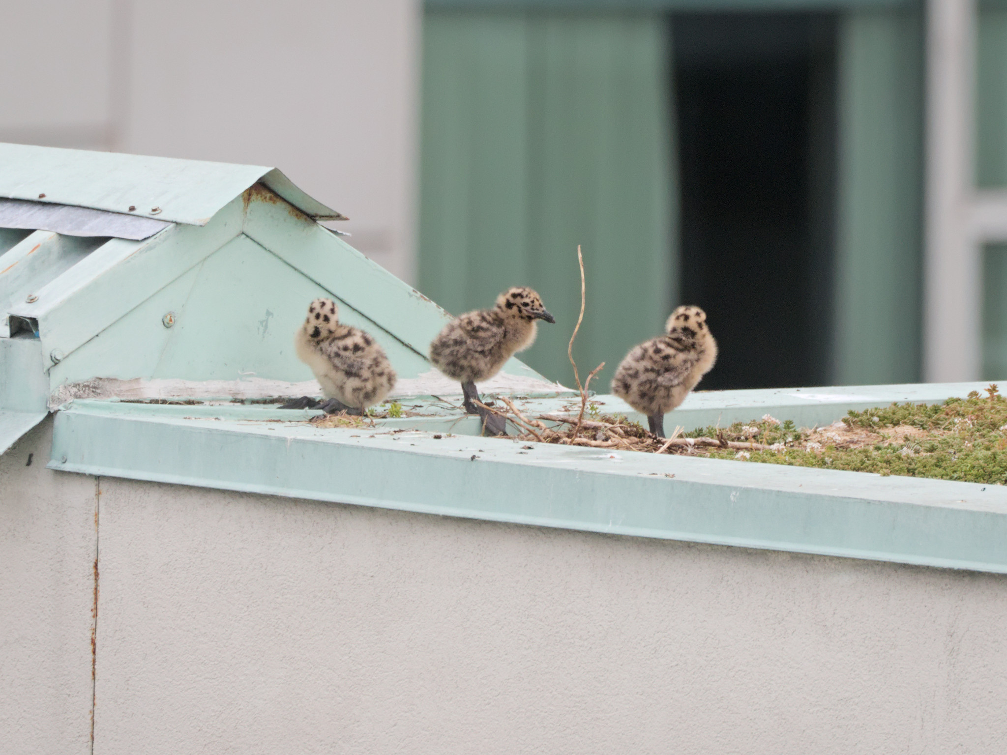 Grassy Nest chicks