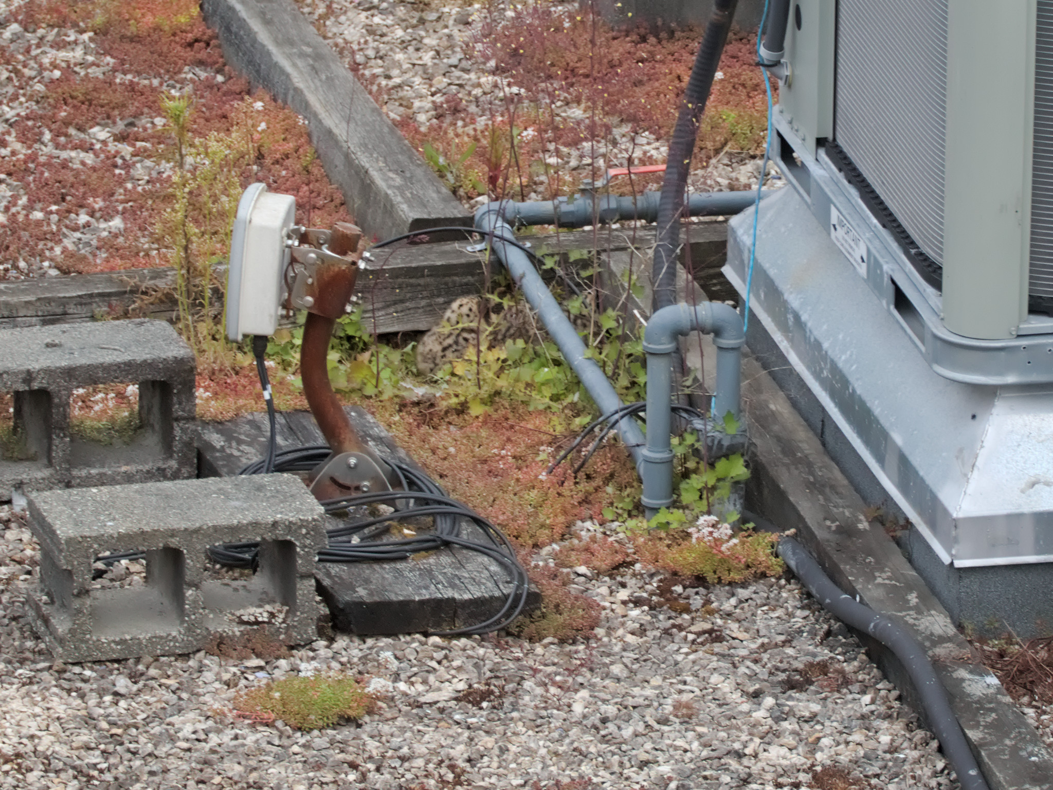Engineer Nest chicks
