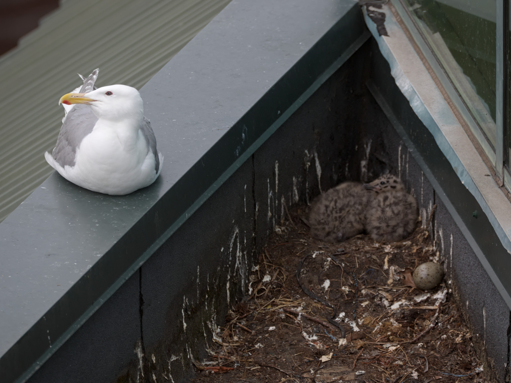 Corner Nest