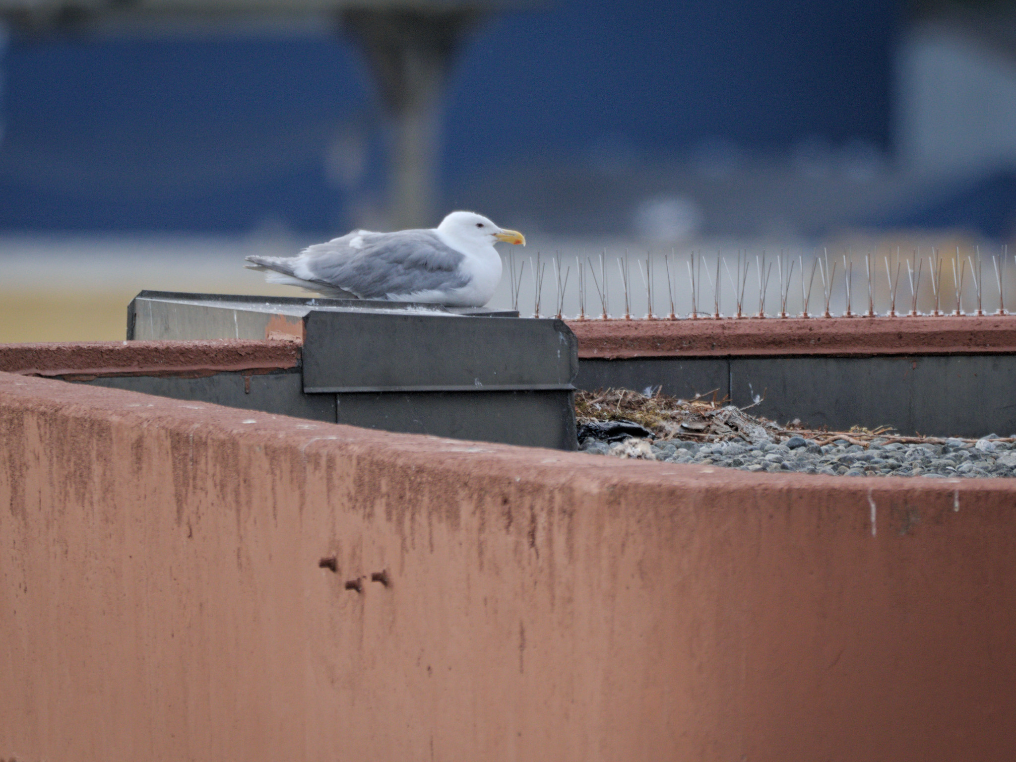 Clipper Nest #2