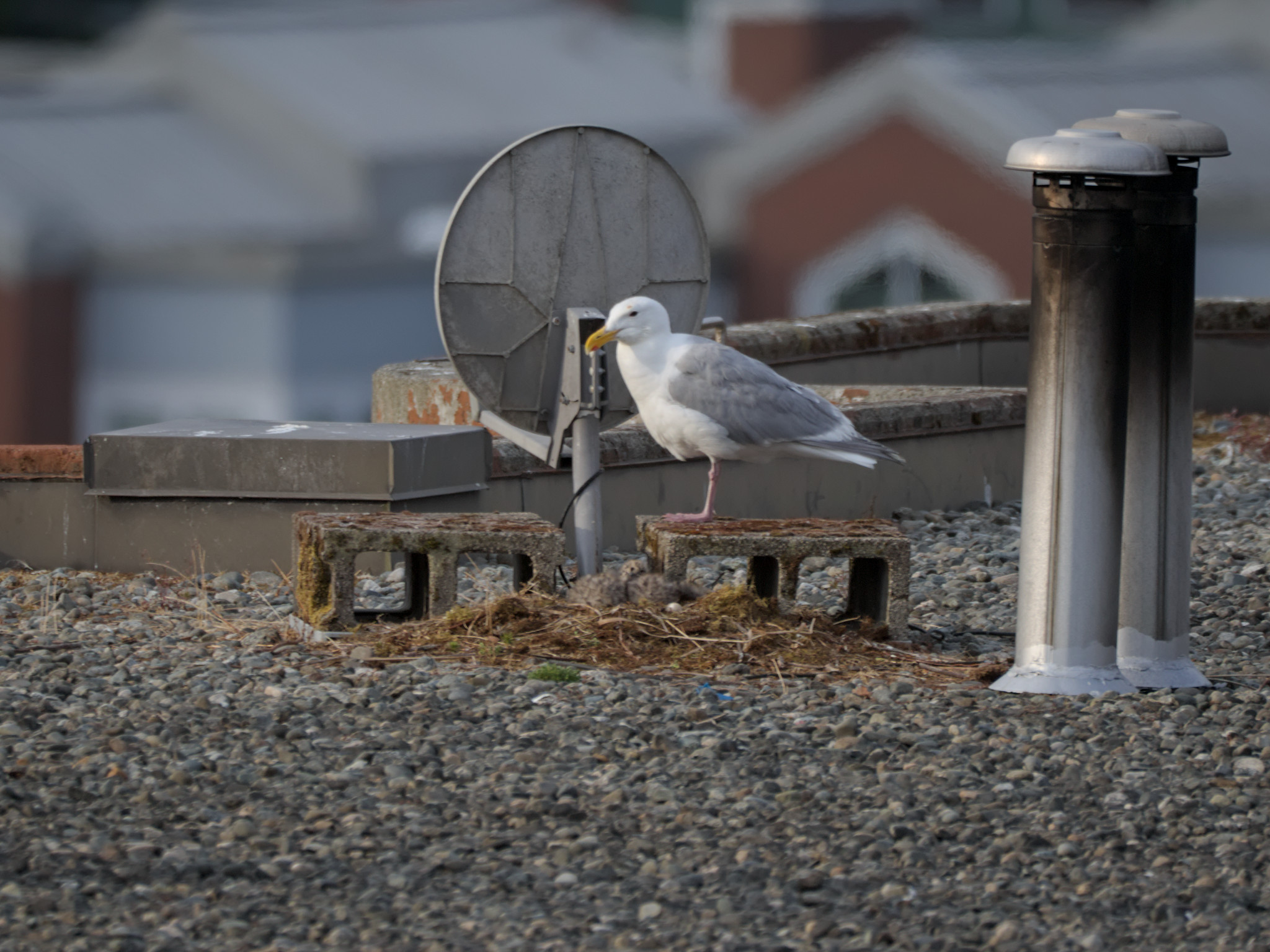 Clipper Nest #1