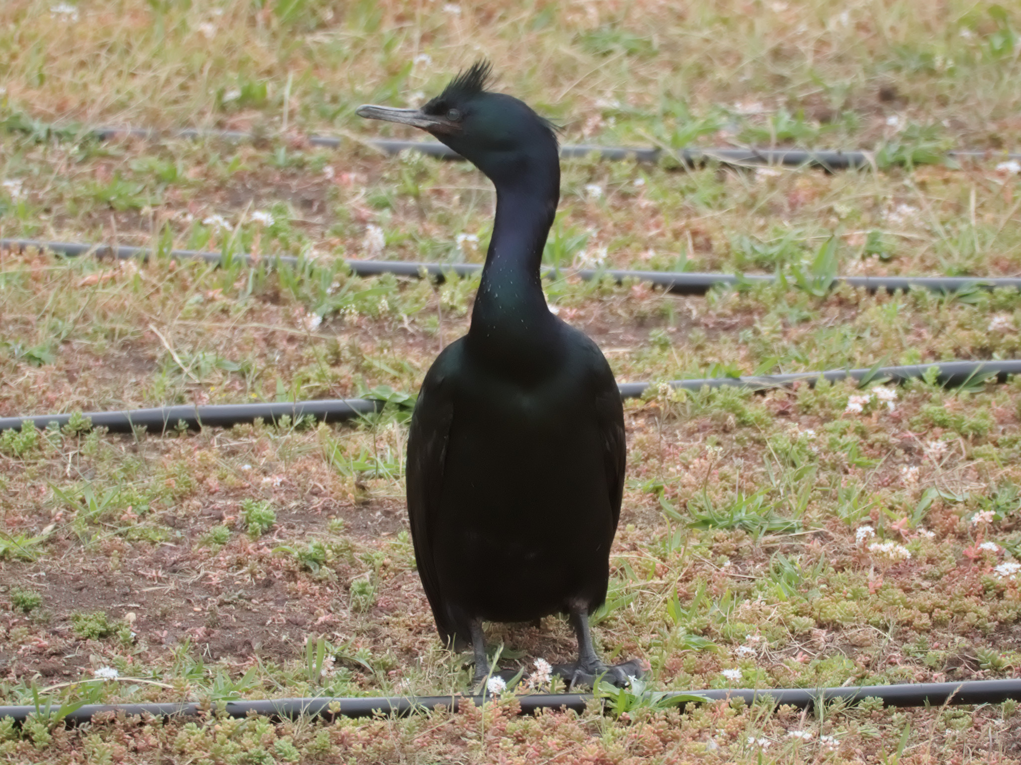 Pelagic Cormorant