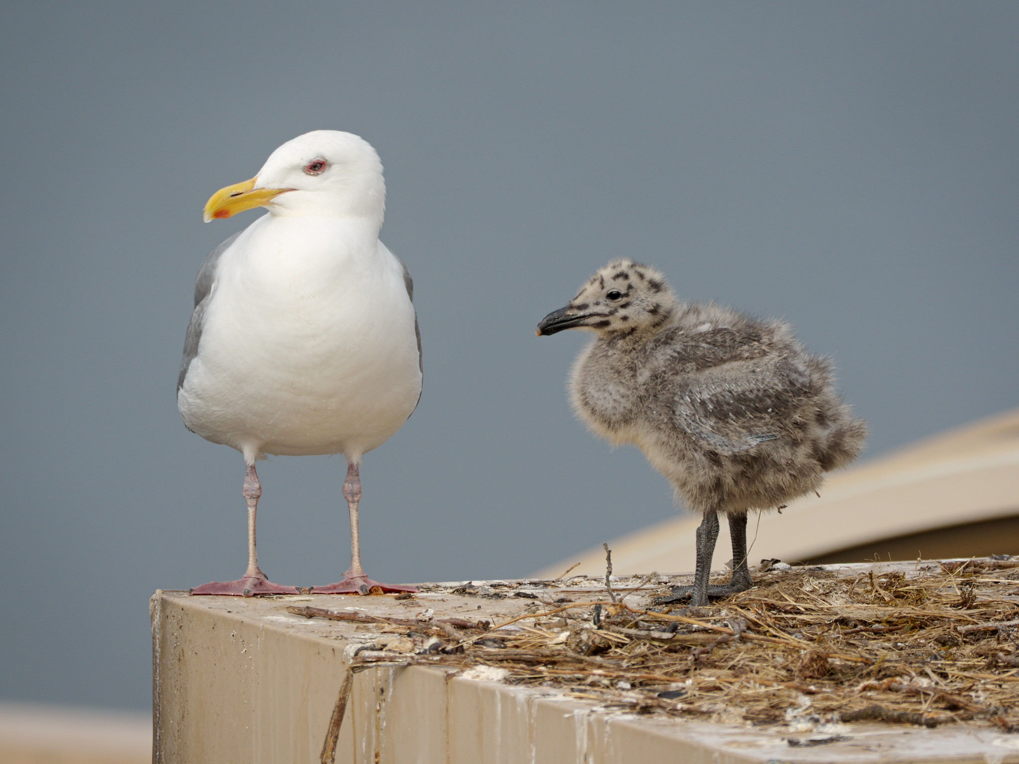 Cambie Nest