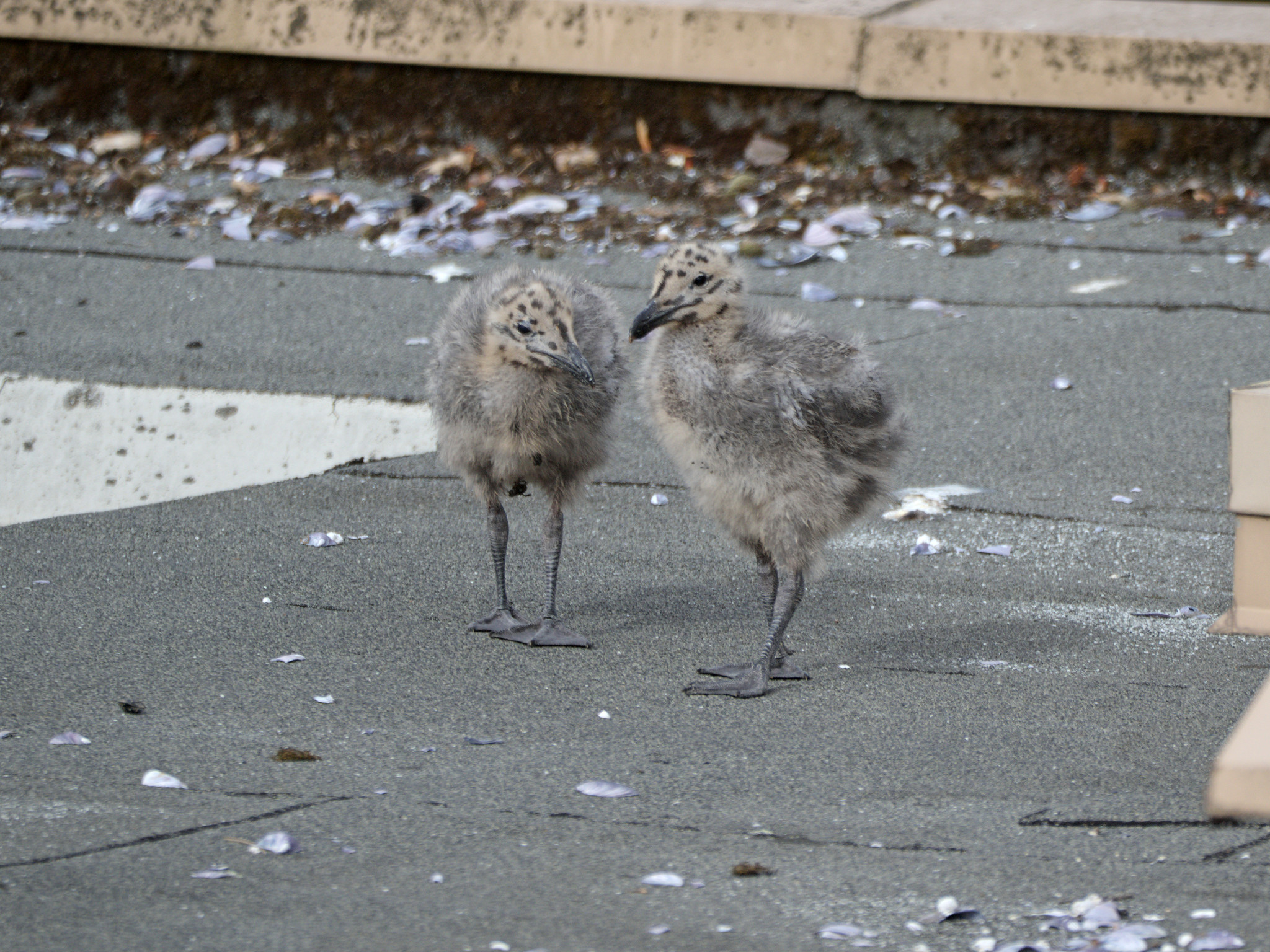 Cambie Nest chicks