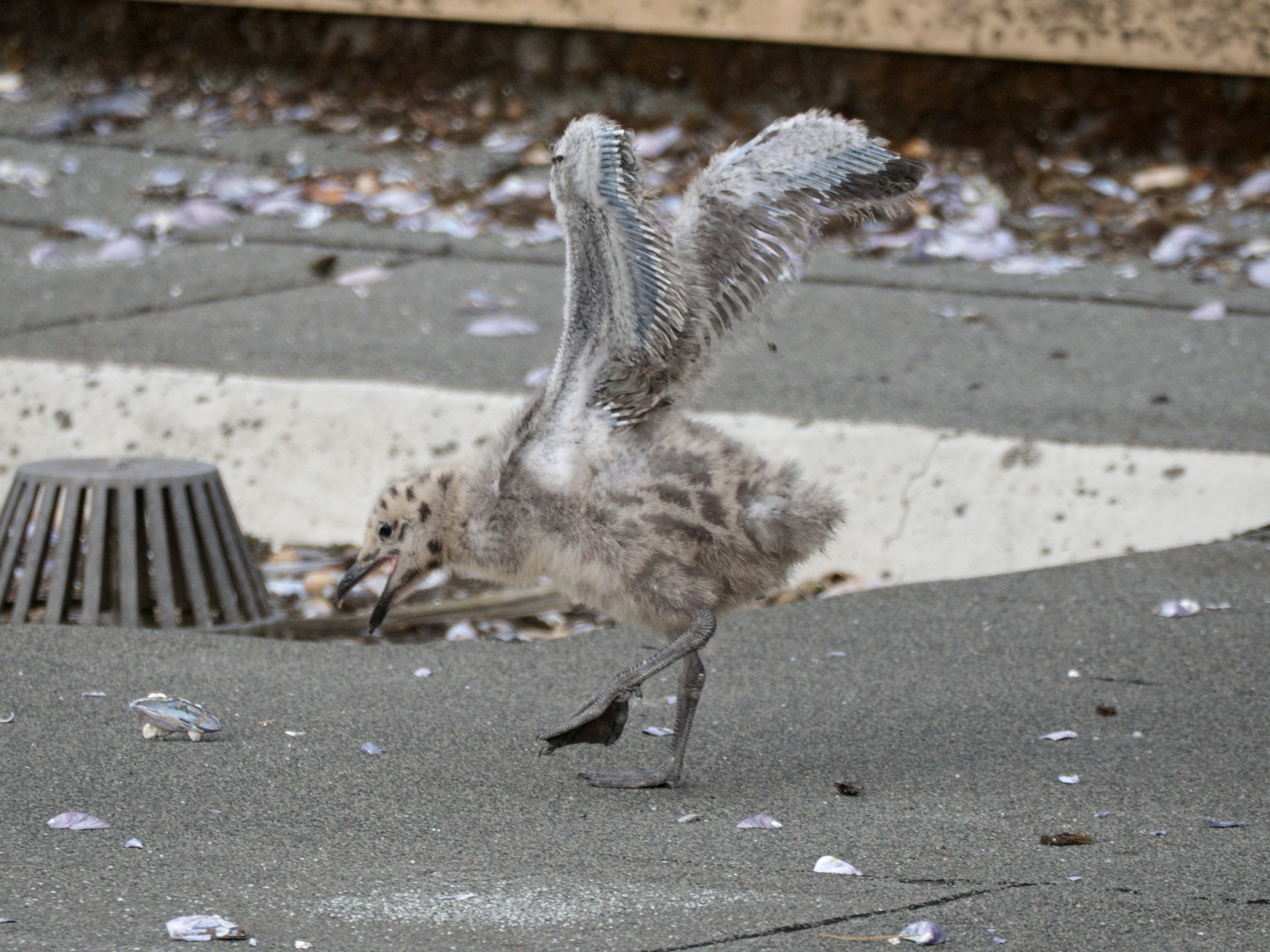 Cambie Nest wing stretch