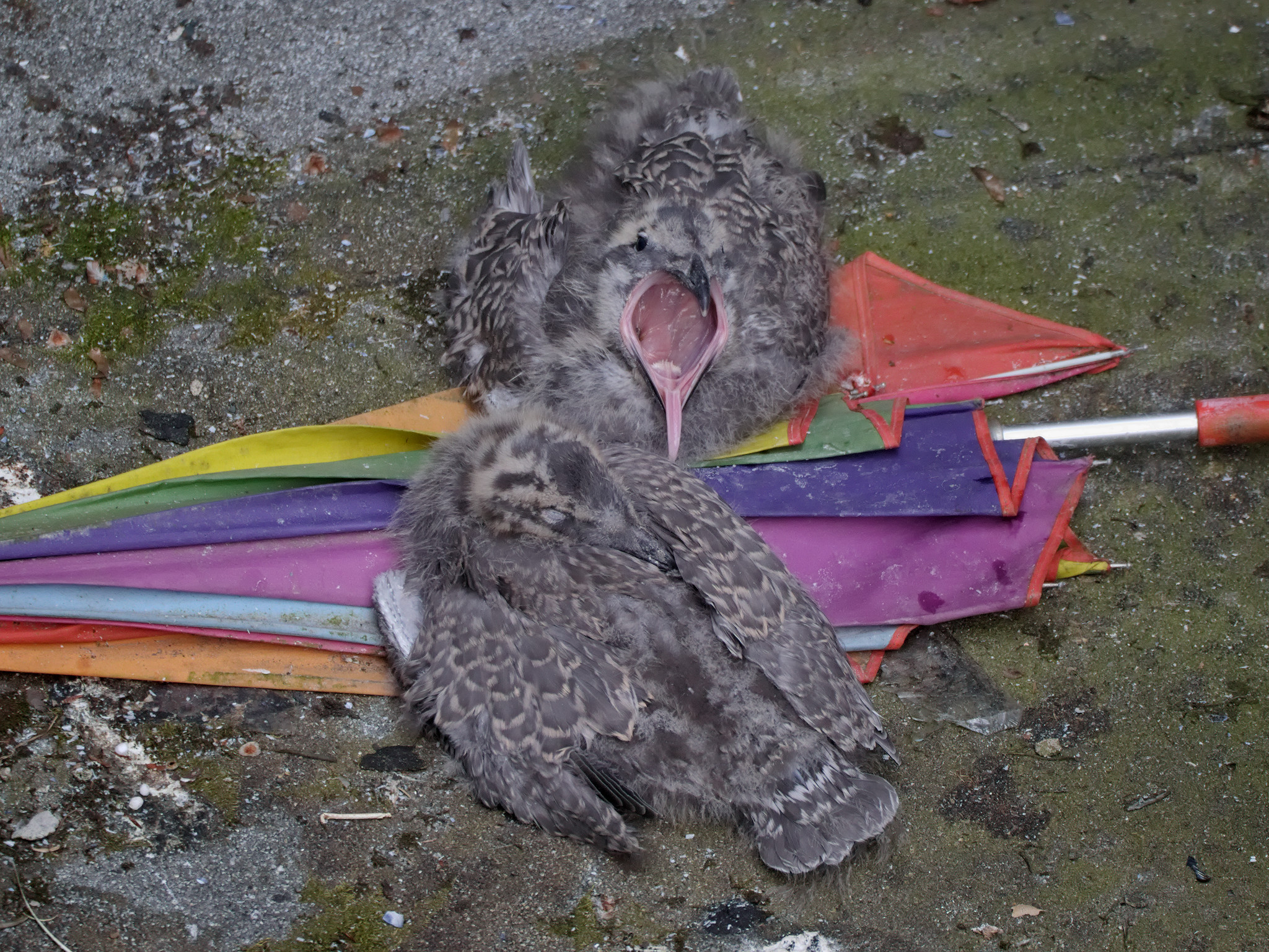 Culinary Nest yawn