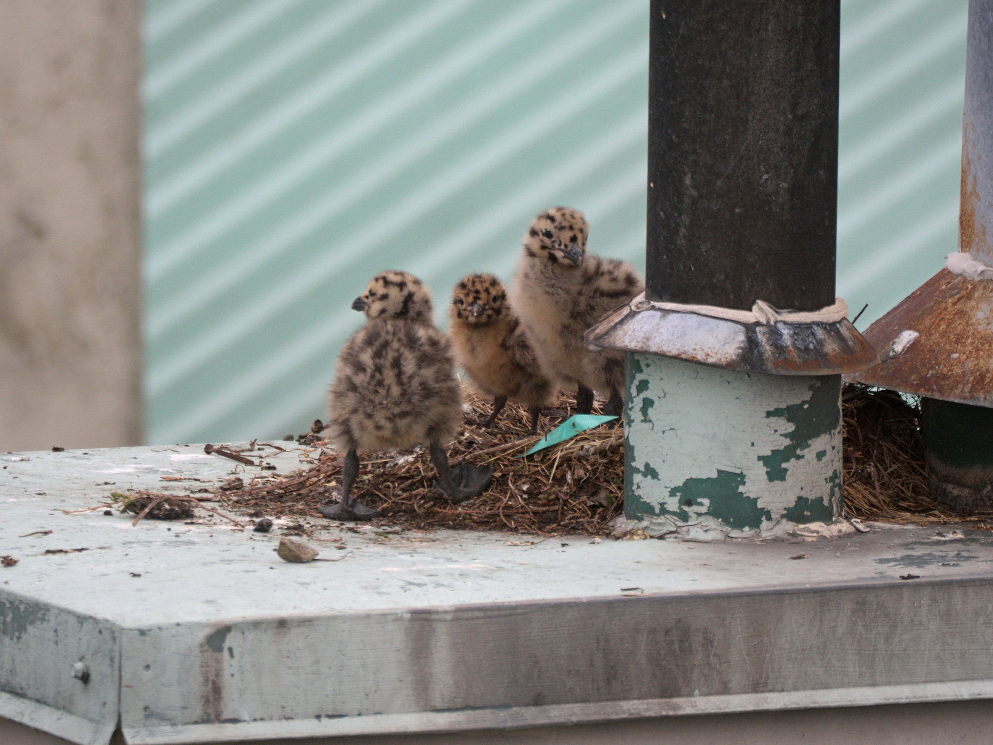 Chimney Nest