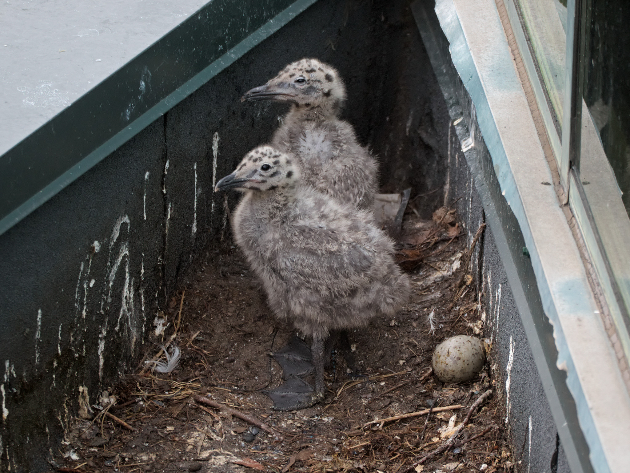 Corner Nest