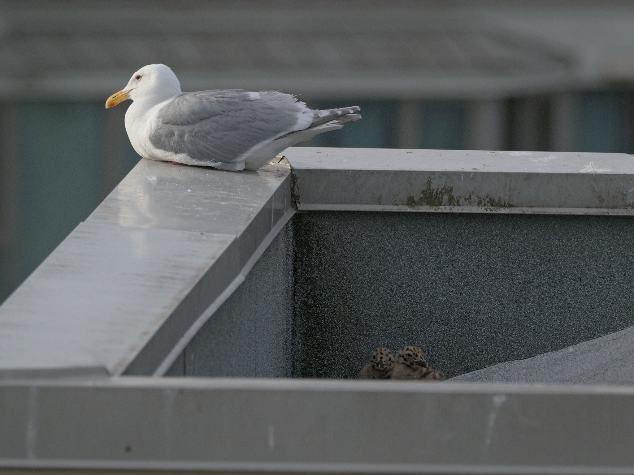 Pyramid Nest