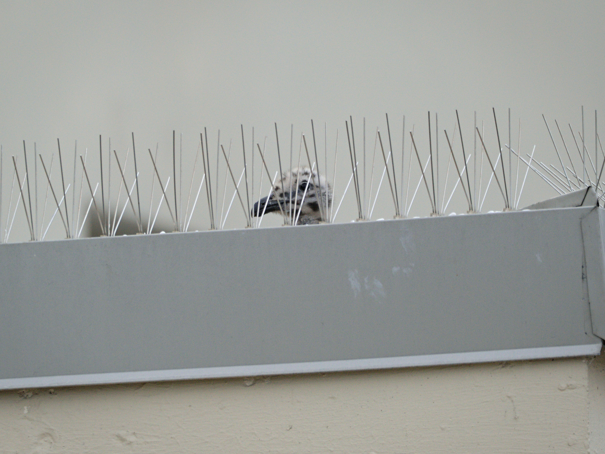 Beach Ave Nest