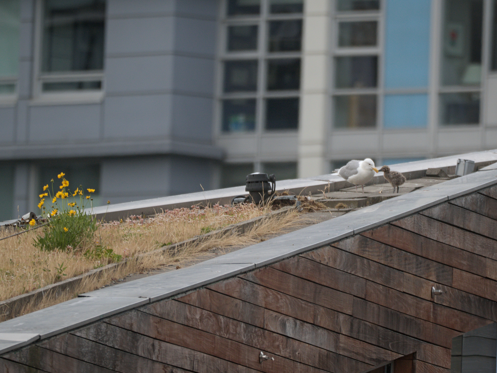 University Nest