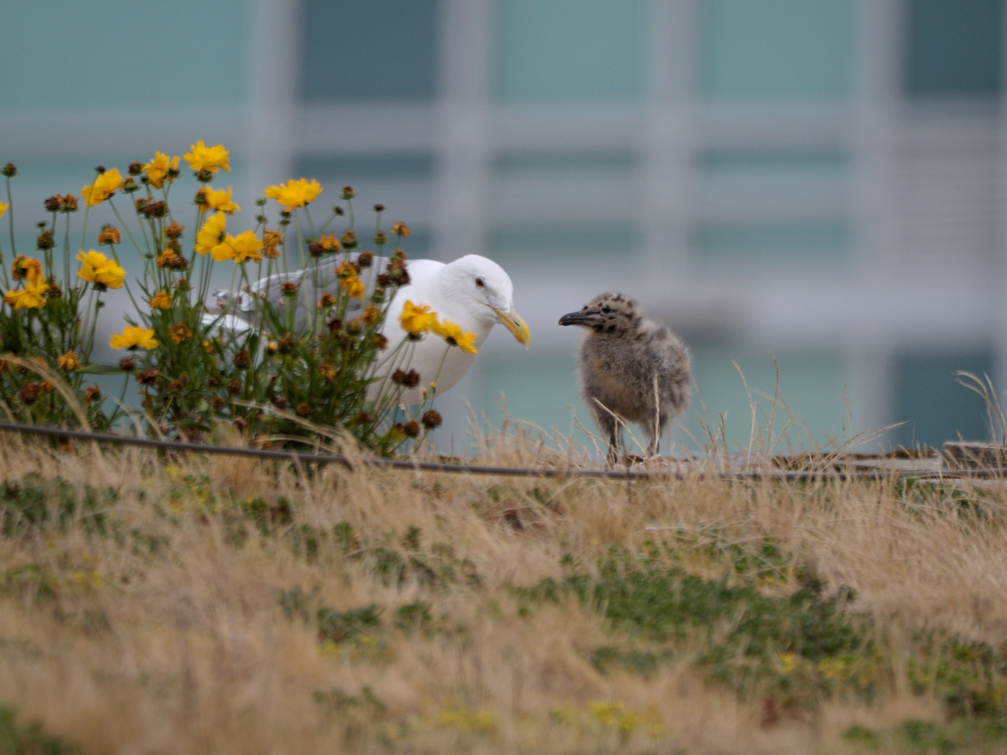 Continental Nest