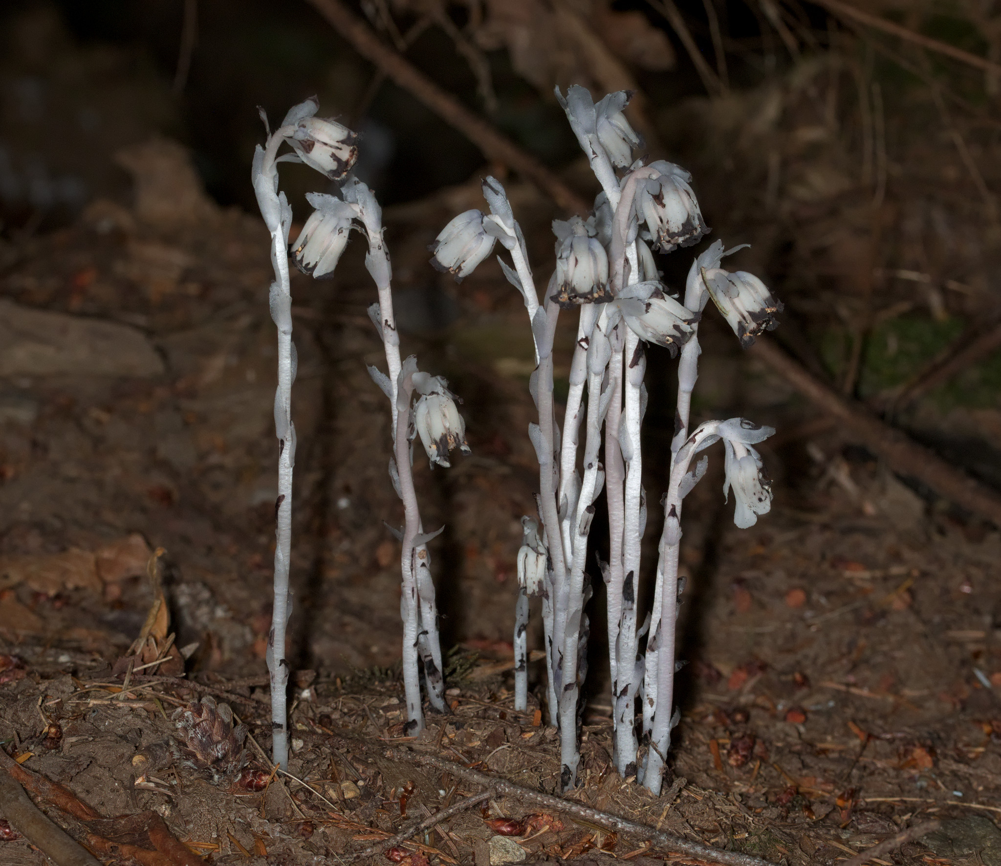 Monotropa uniflora