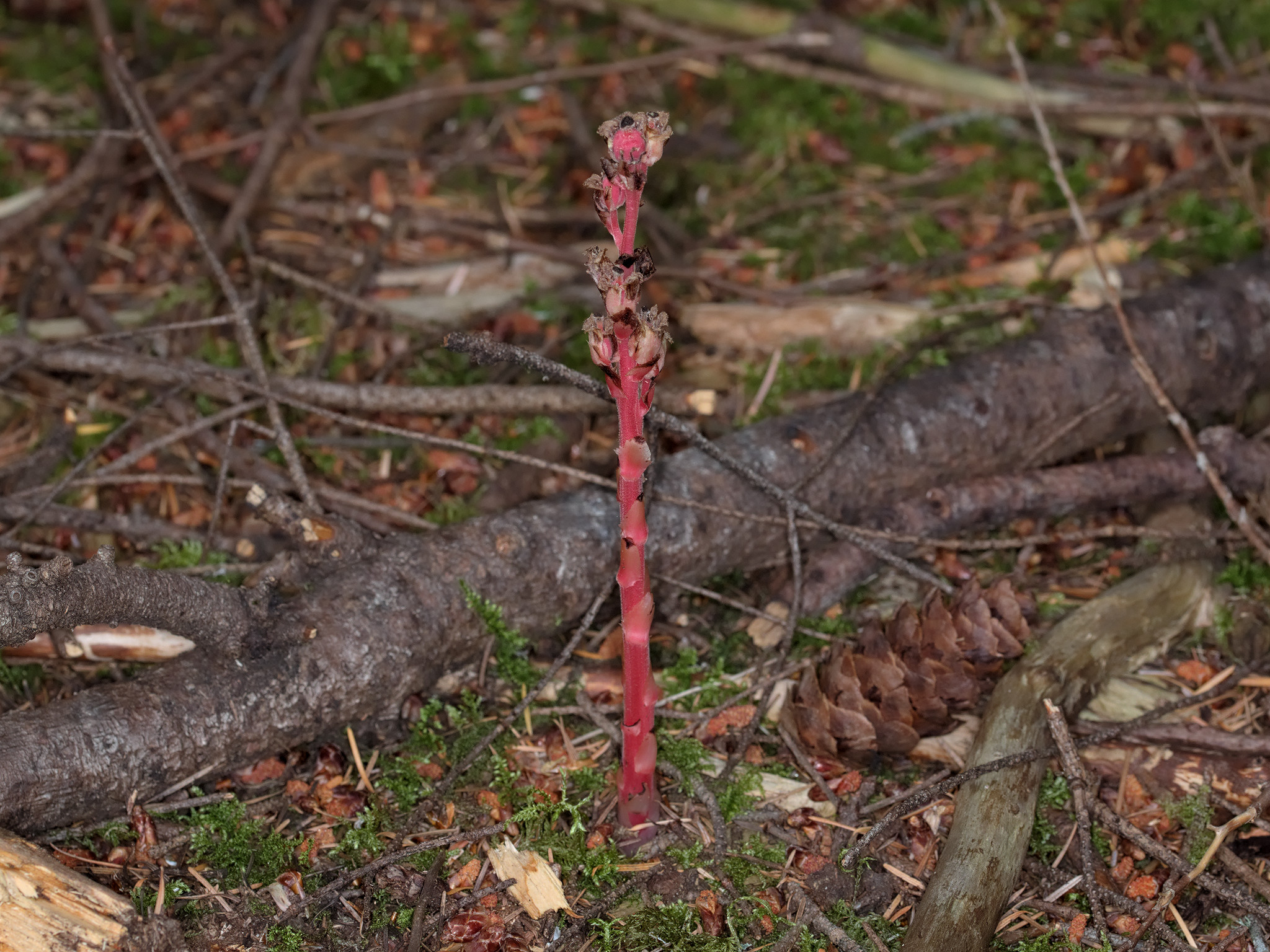 Monotropa hypopitys