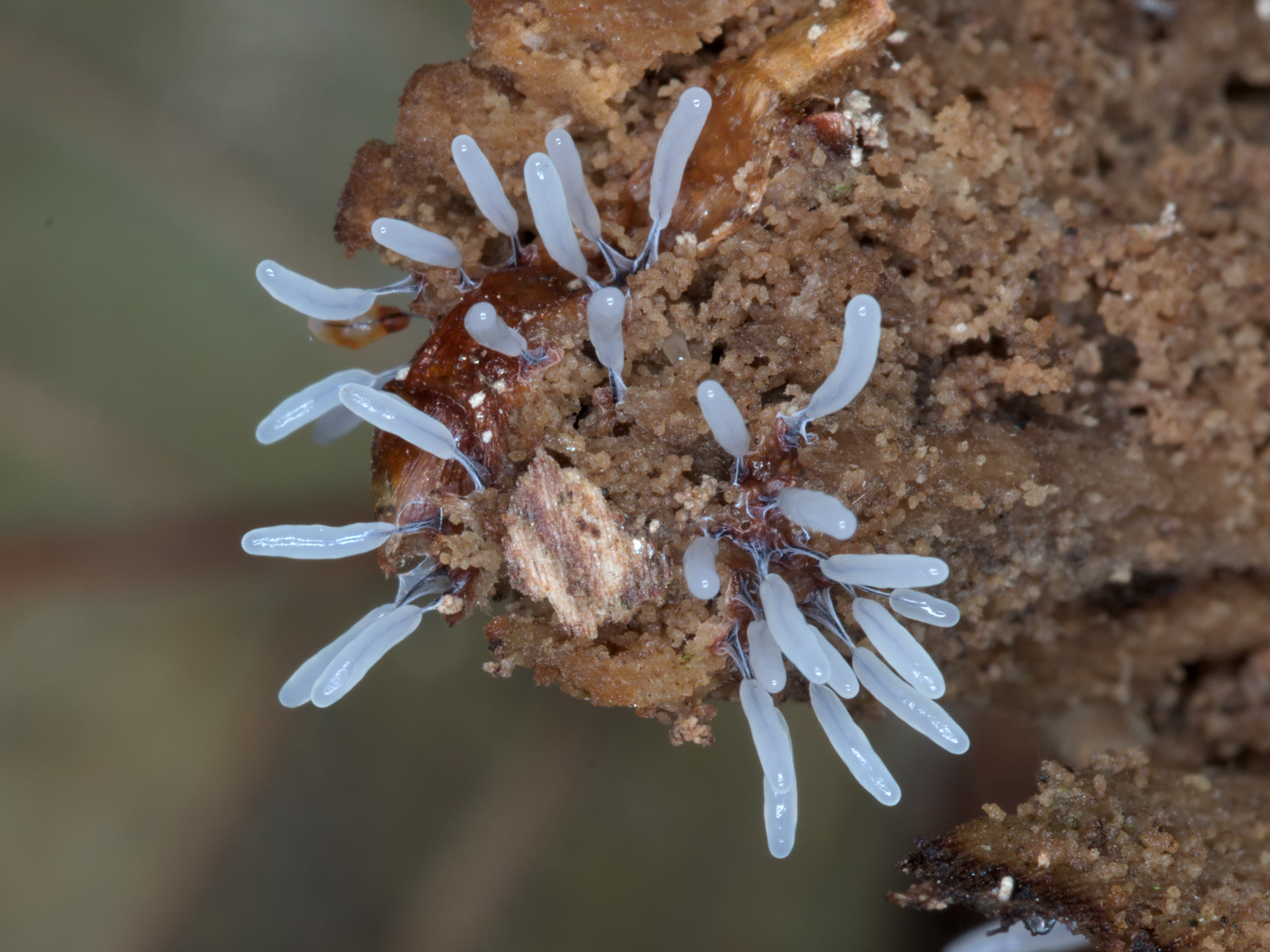 Stemonitopsis typhina