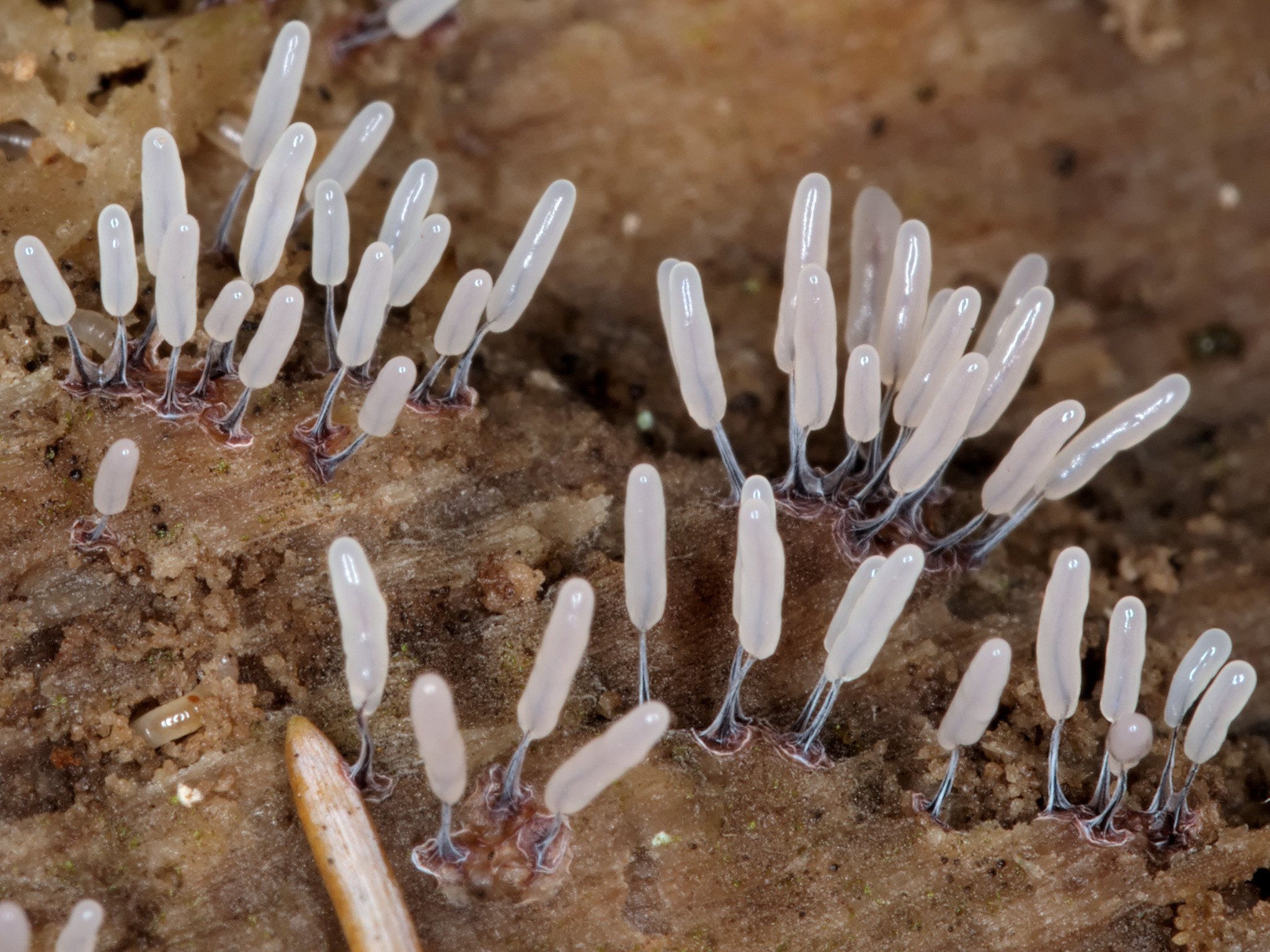 Stemonitopsis typhina