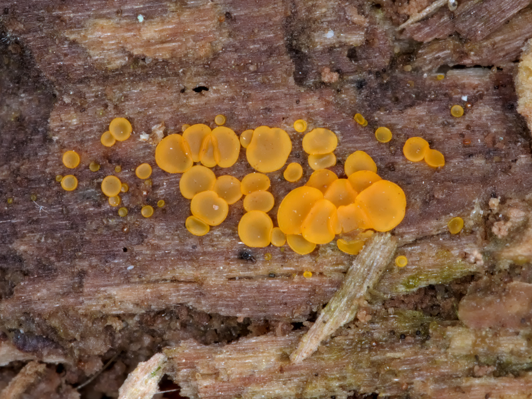 Orbilia xanthostigma