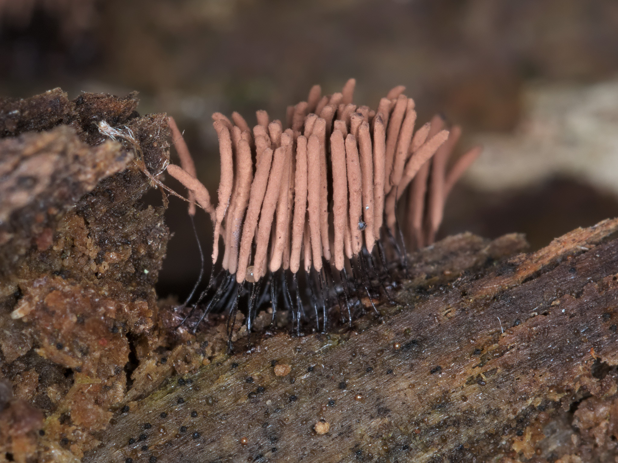 Stemonitis axifera