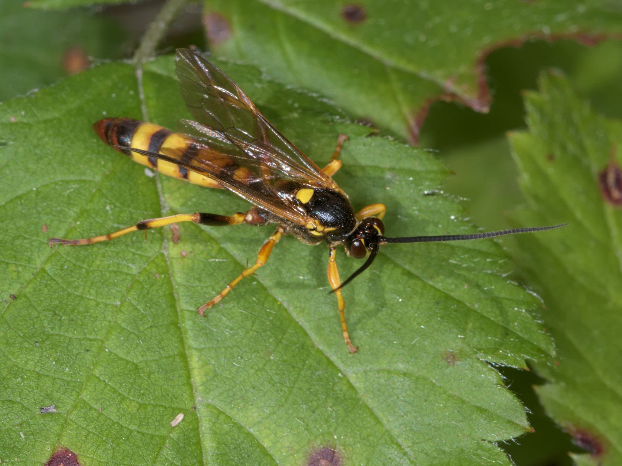 Ichneumon annulatorius