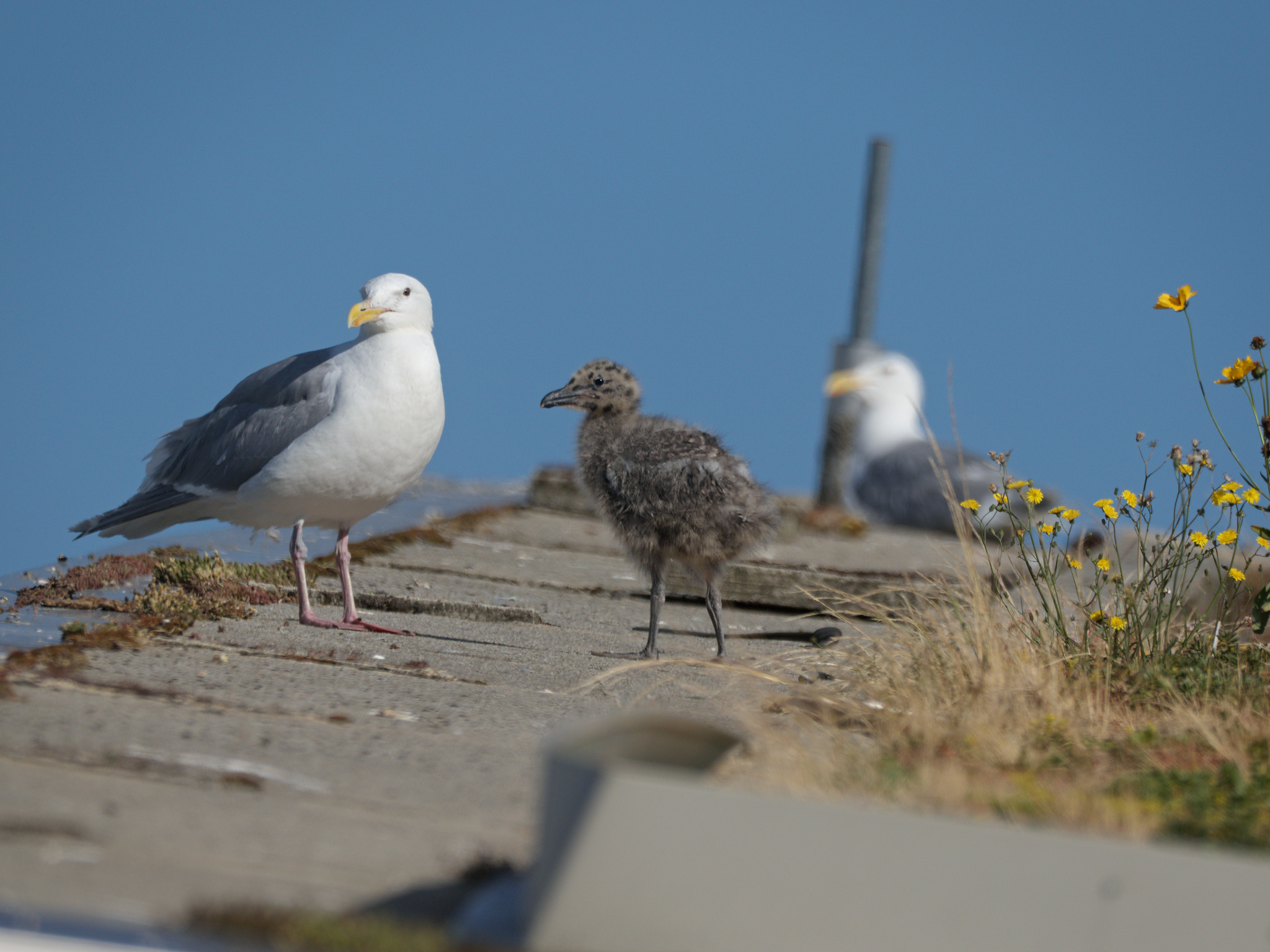Continental Nest