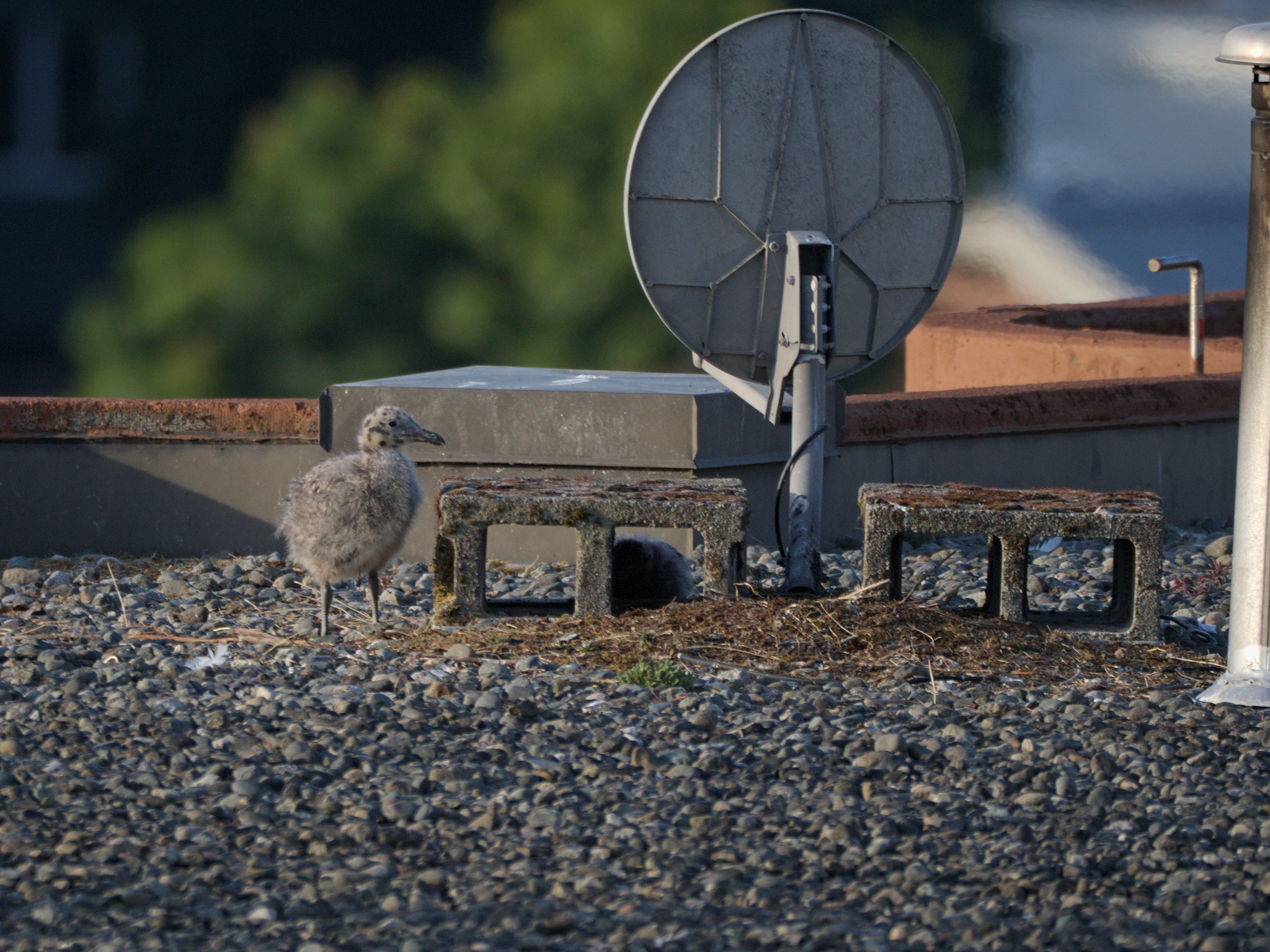 Clipper Nest #1
