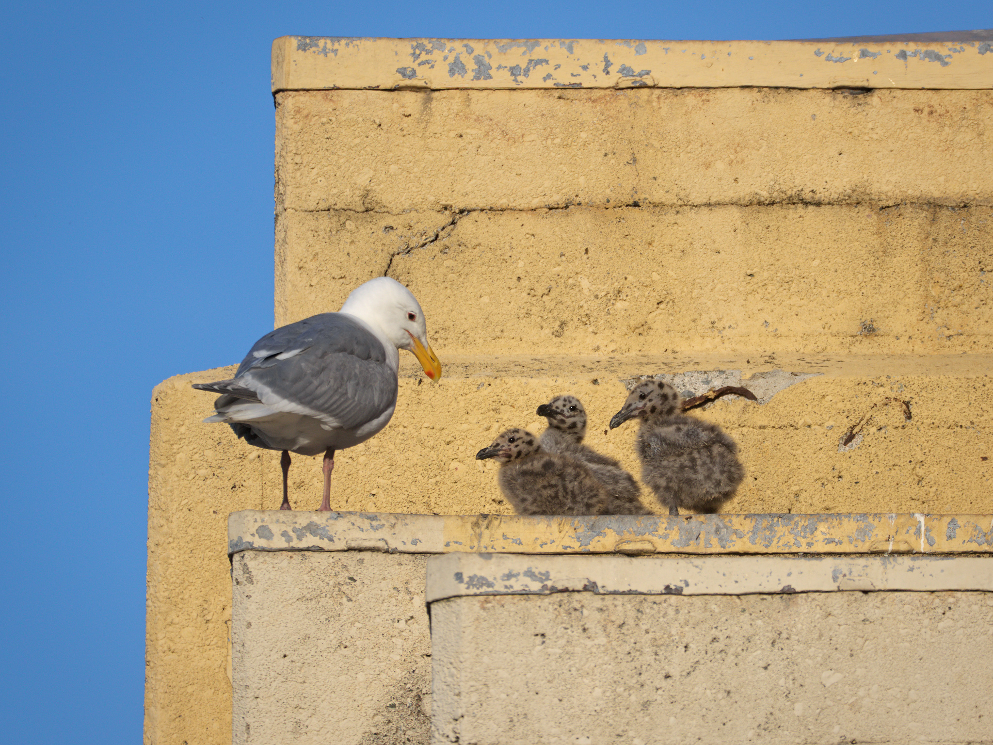 Burrard Nest #2