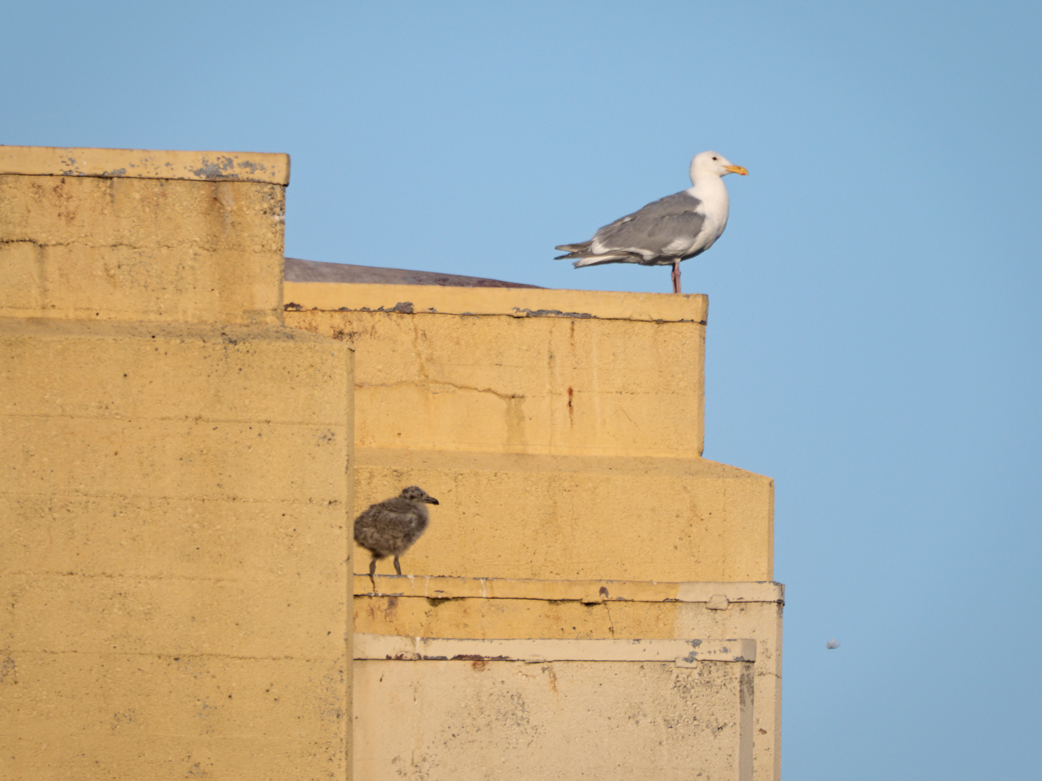 Buarrd Nest #4