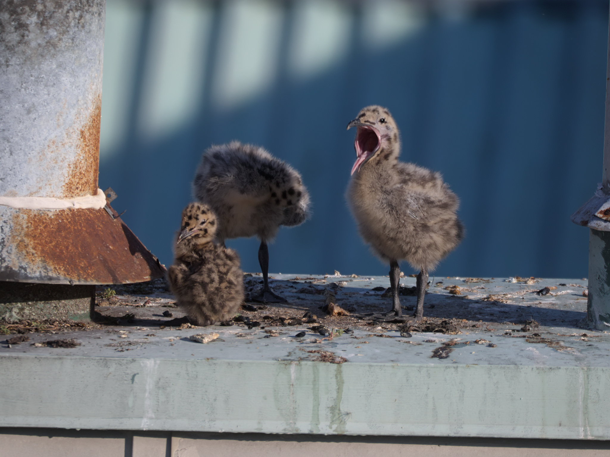 Chimney Nest
