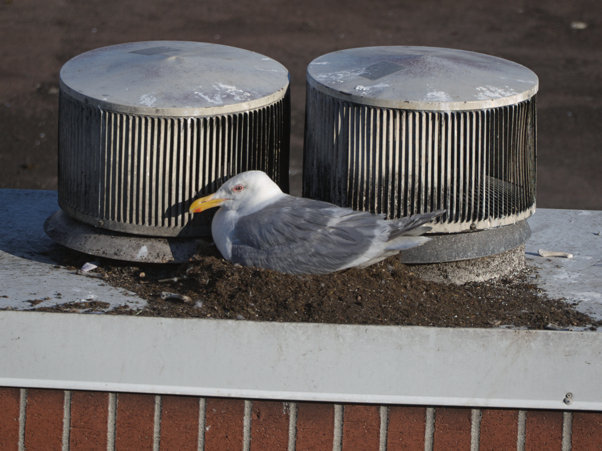 Brick Nest