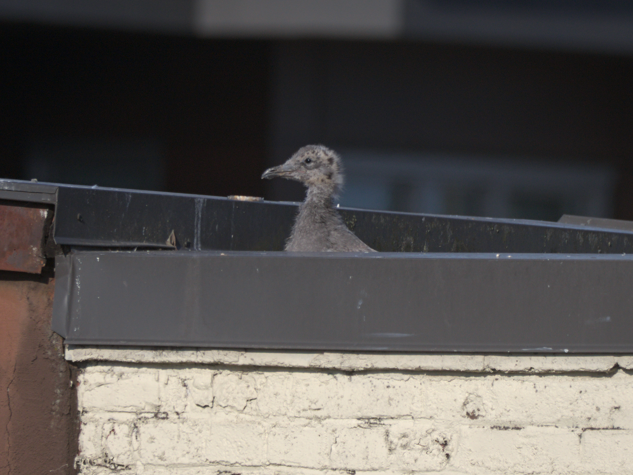 Apartment Nest