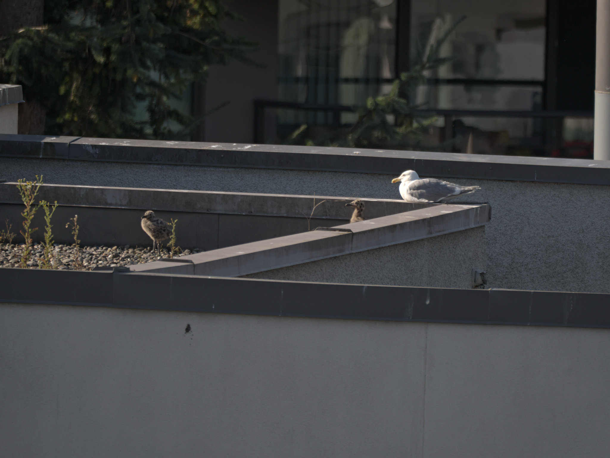 Fountain Nest #2