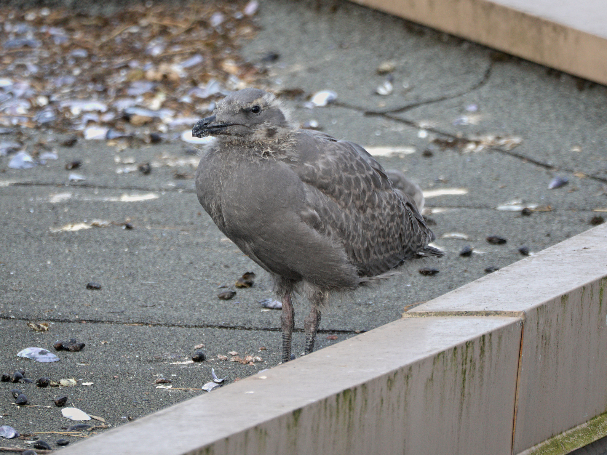 Cambie Nest