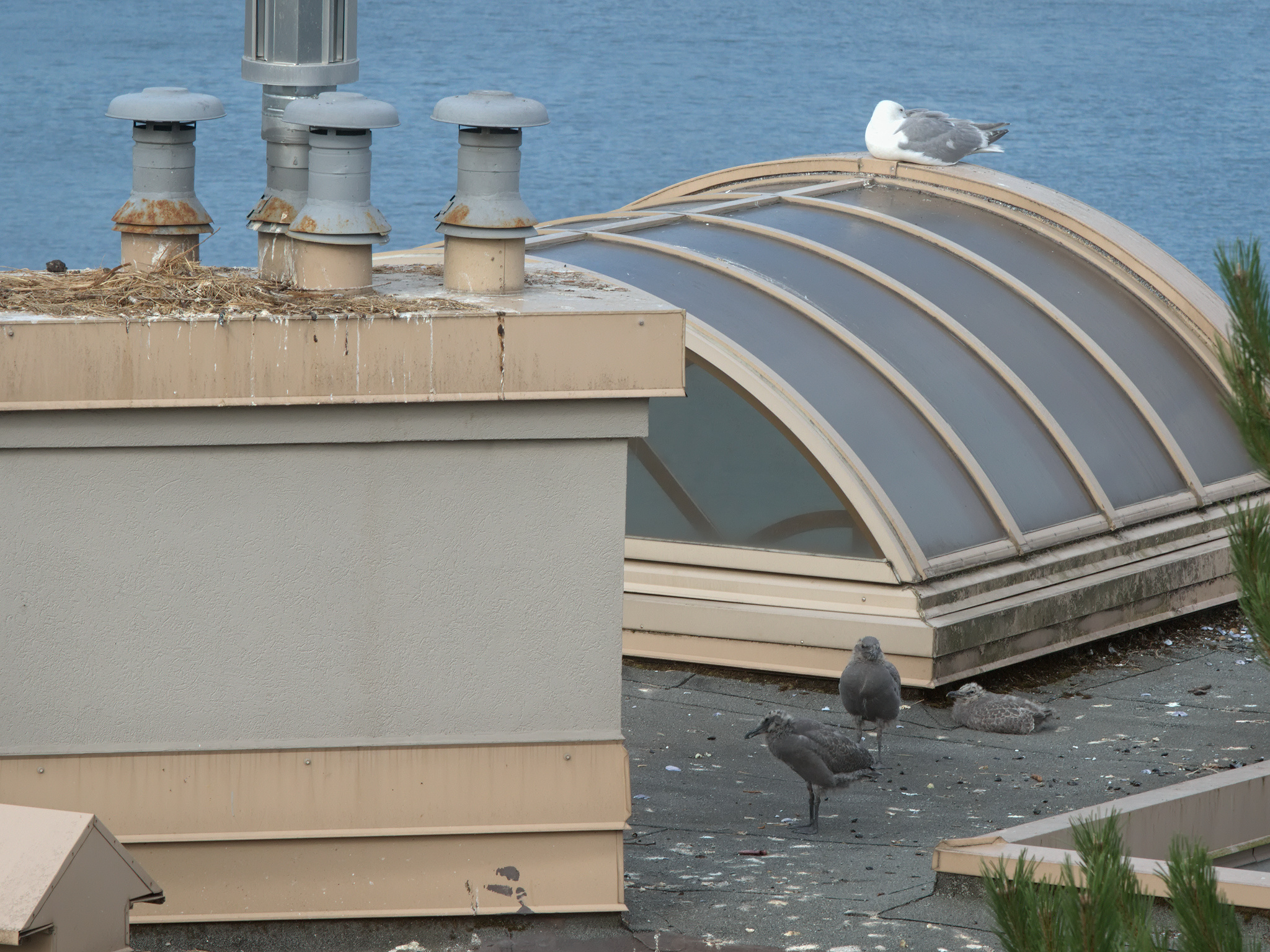 Cambie Nest