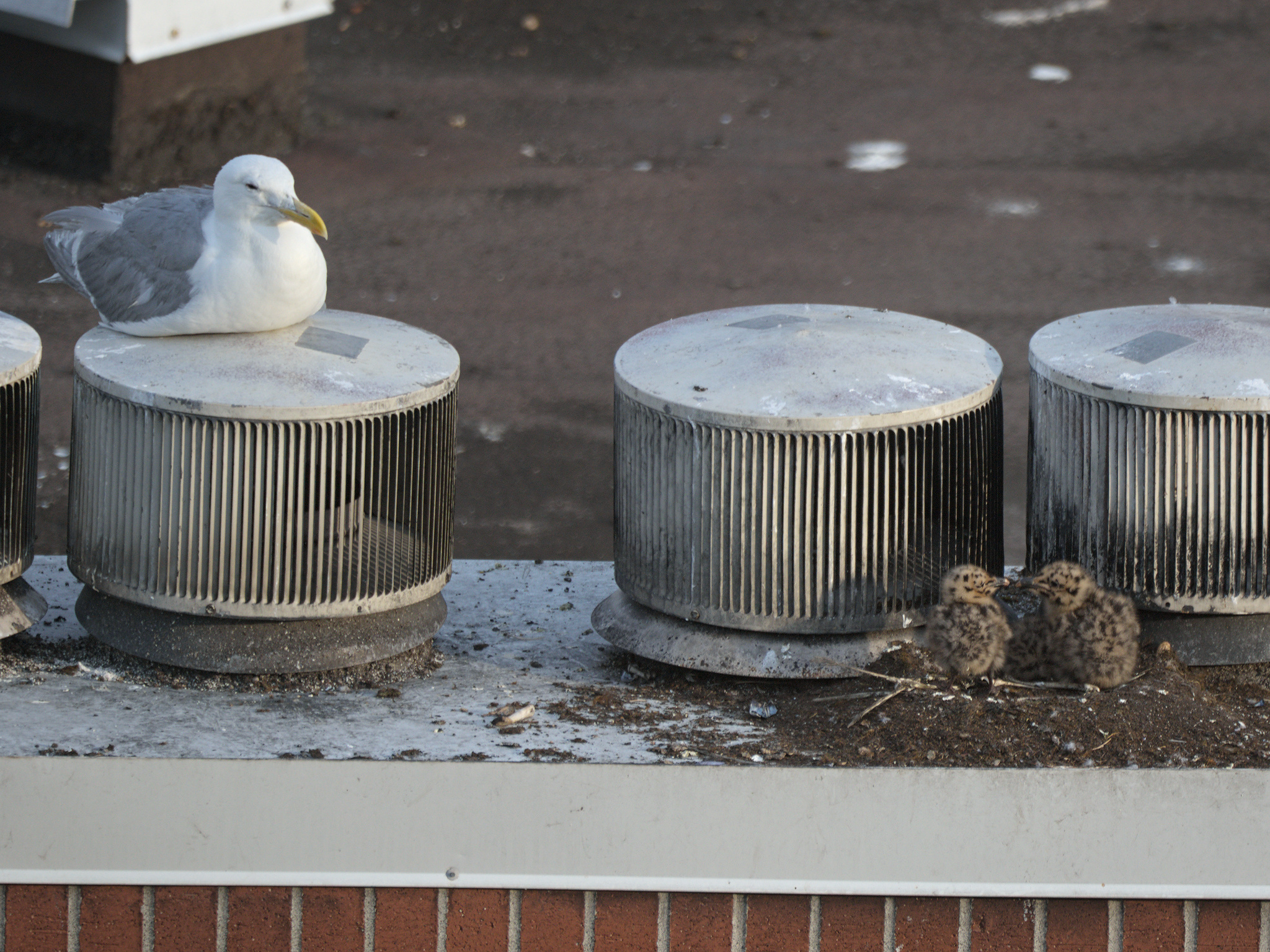 Brick Nest