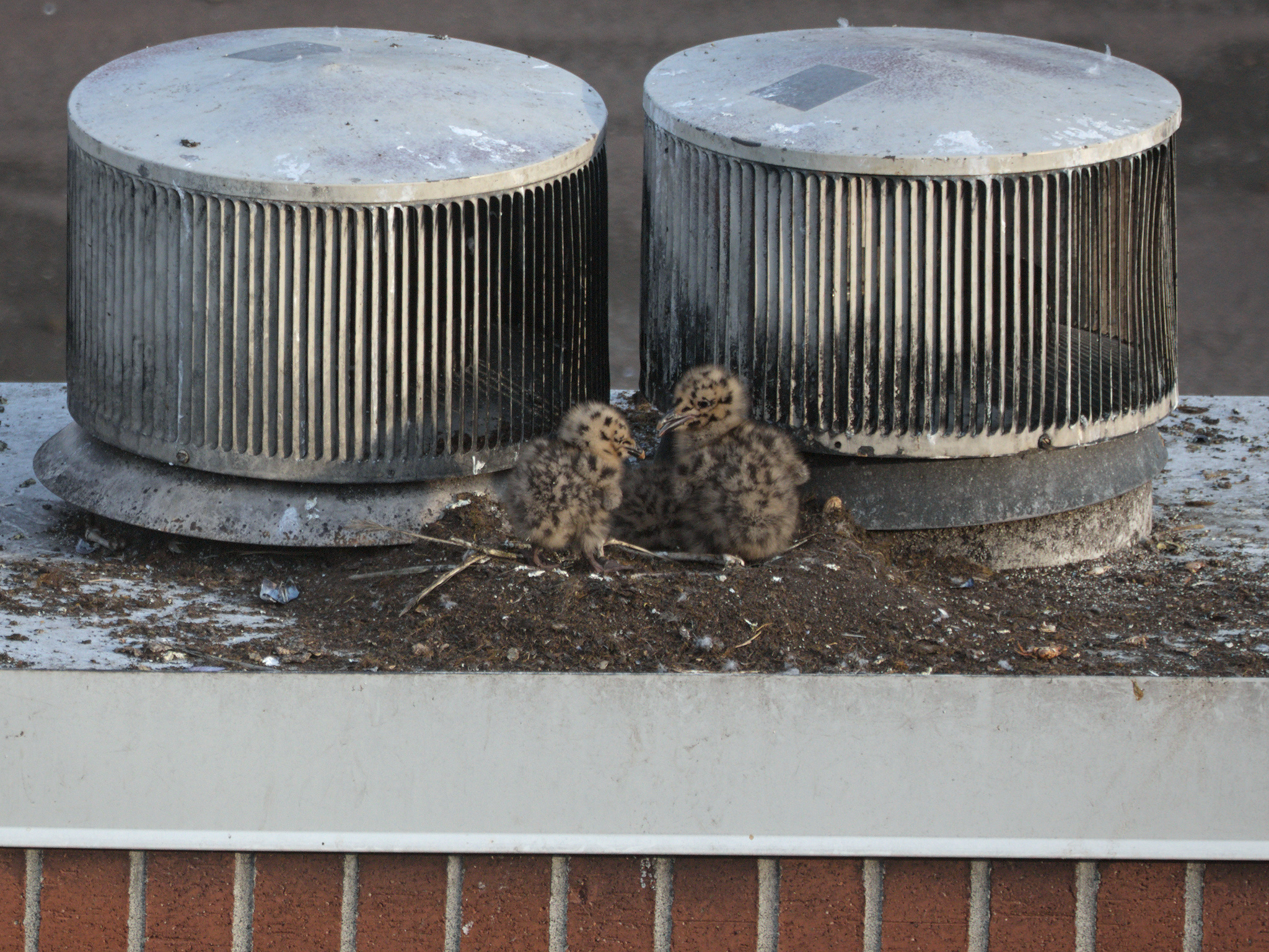 Brick Nest chicks