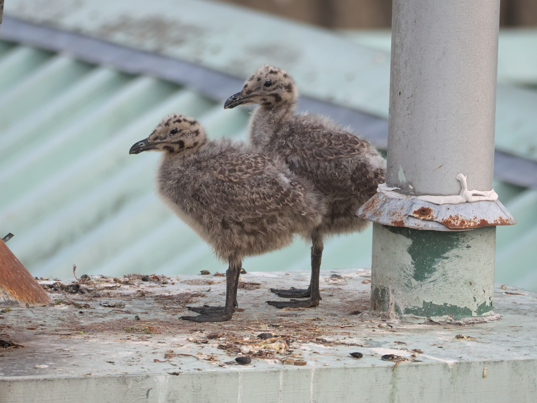 Chimney Nest