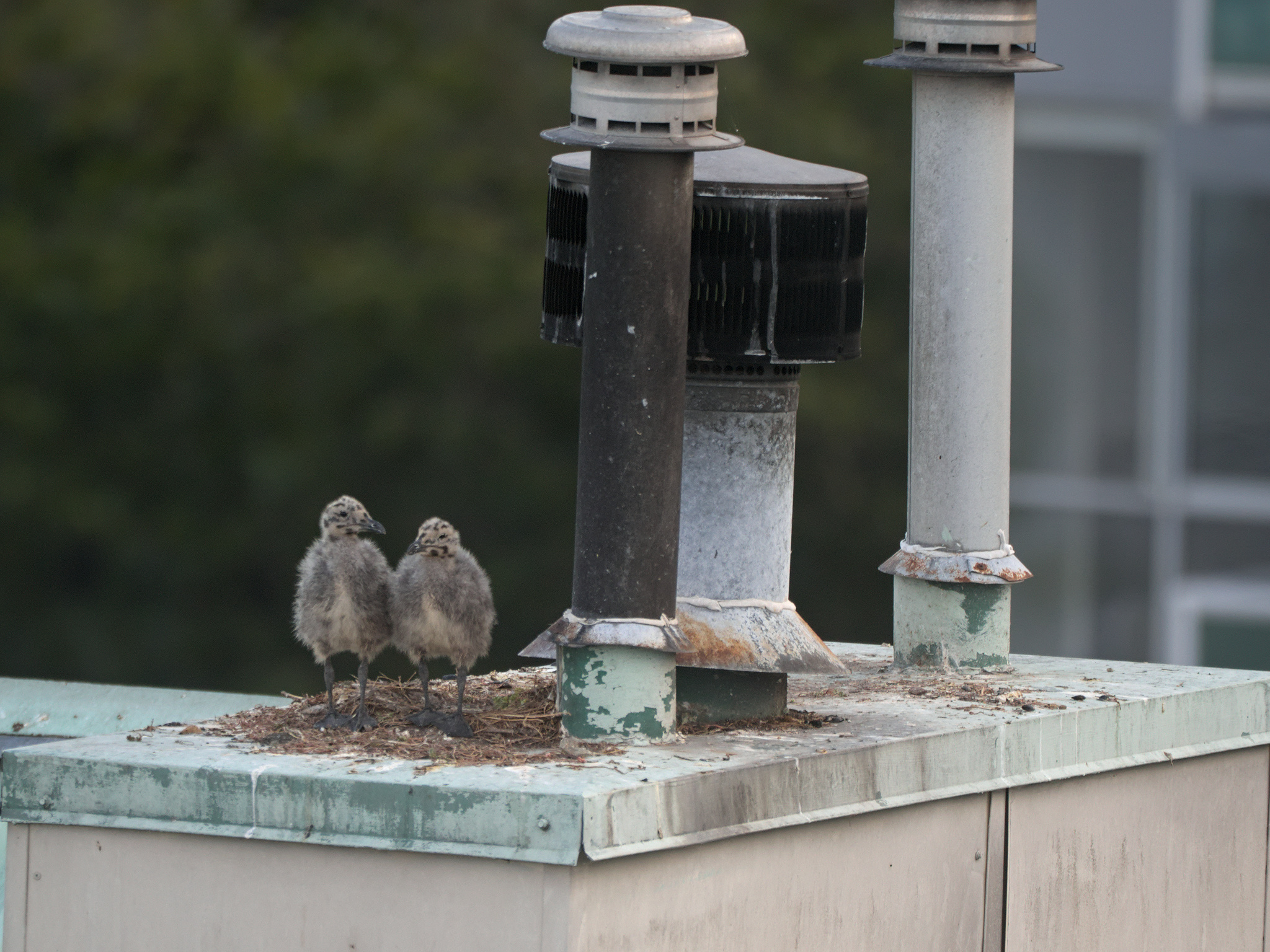 Chimney Nest