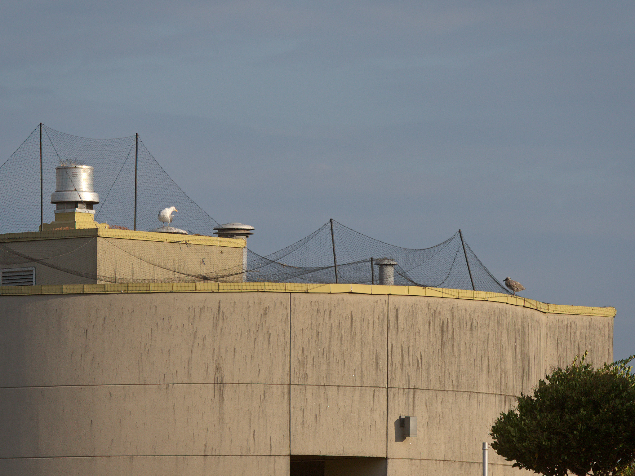 Lumen Nest (new)